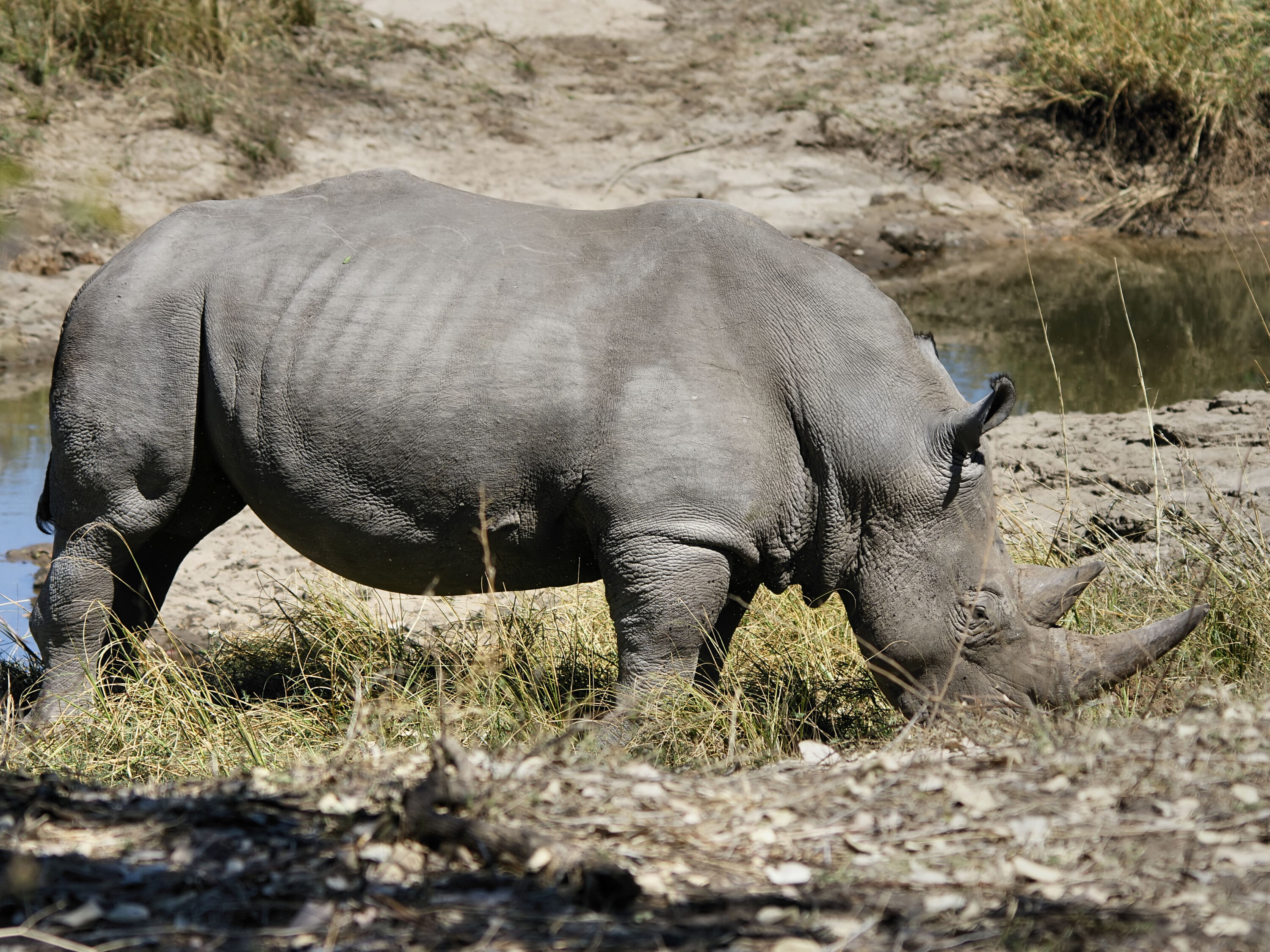 Male southern white rhinoceros in Mosi-oa-Tunya National Park, Zambia