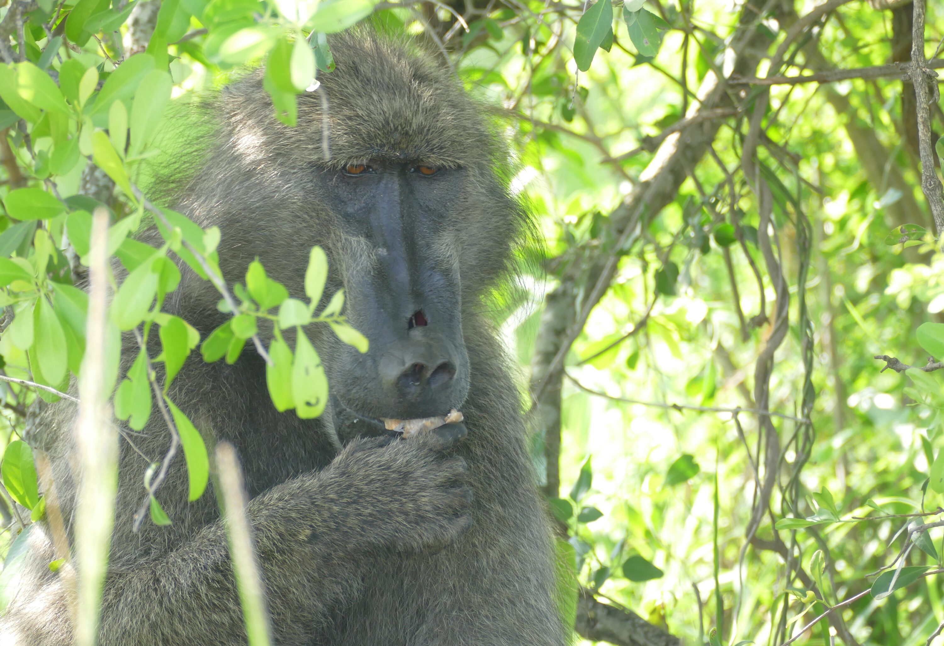 Chacma baboon eating marula fruit in Kruger National Park, South Africa