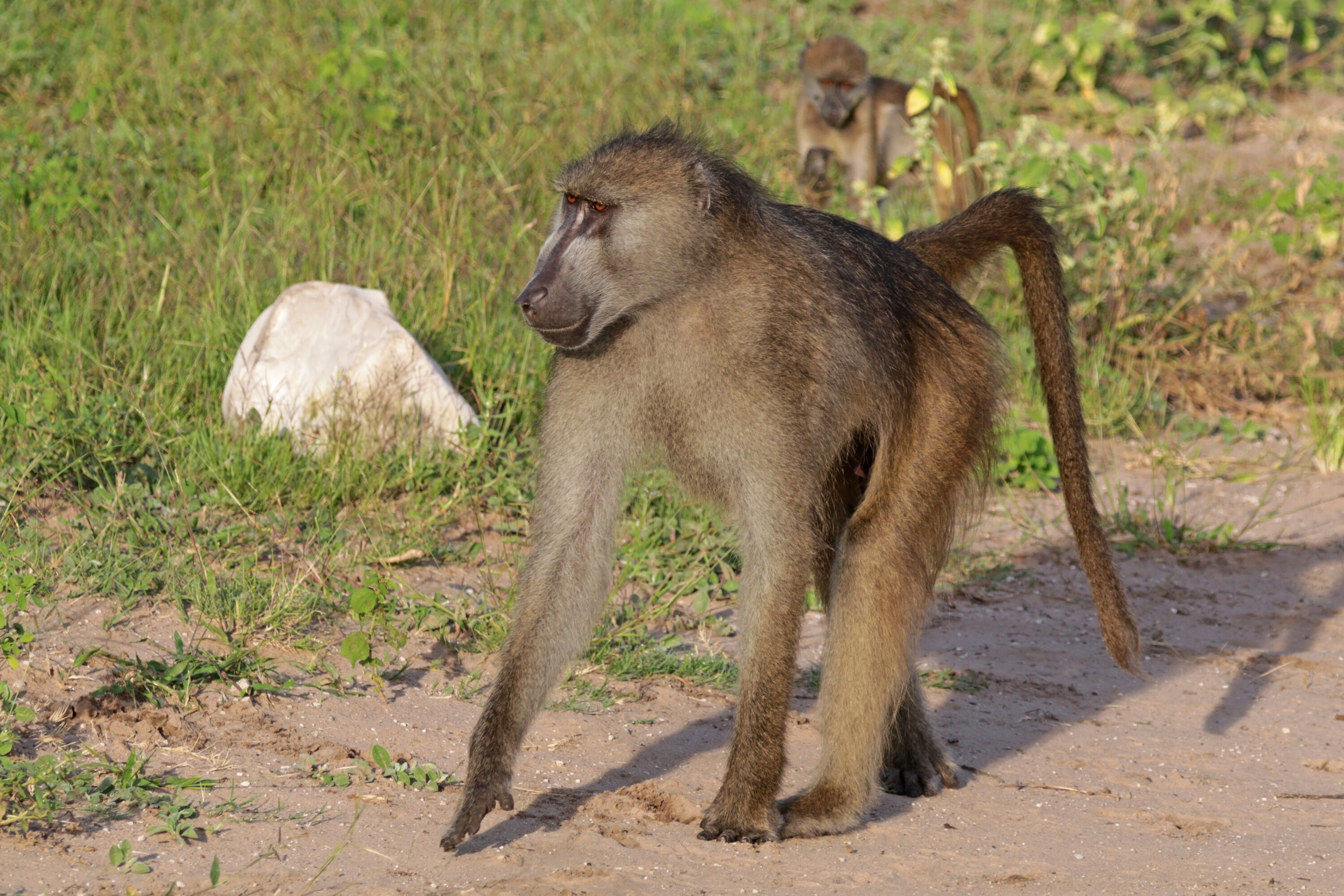 Male chacma baboon in Chobe National Park, Botswana