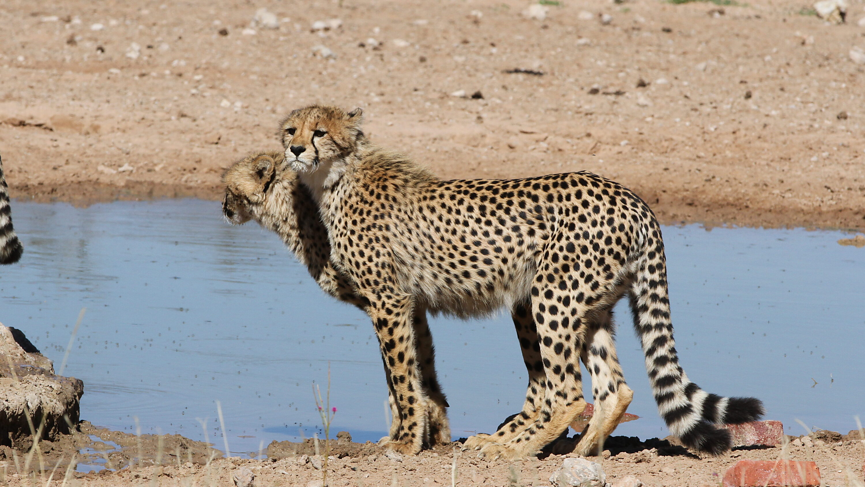 Cheetah in open habitat in Kgalagadi Transfrontier Park, South Africa