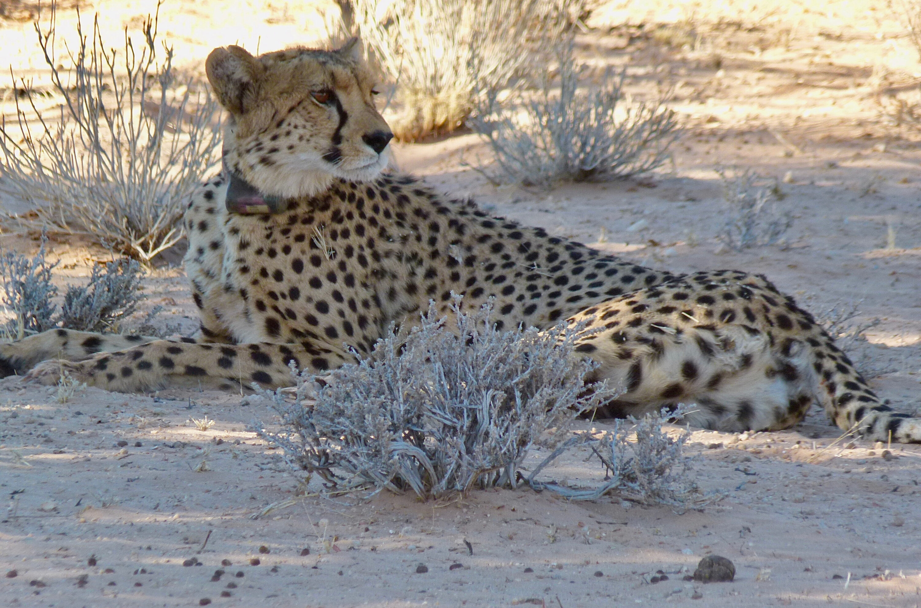 Collared female cheetah in Kgalagadi Transfrontier Park, South Africa