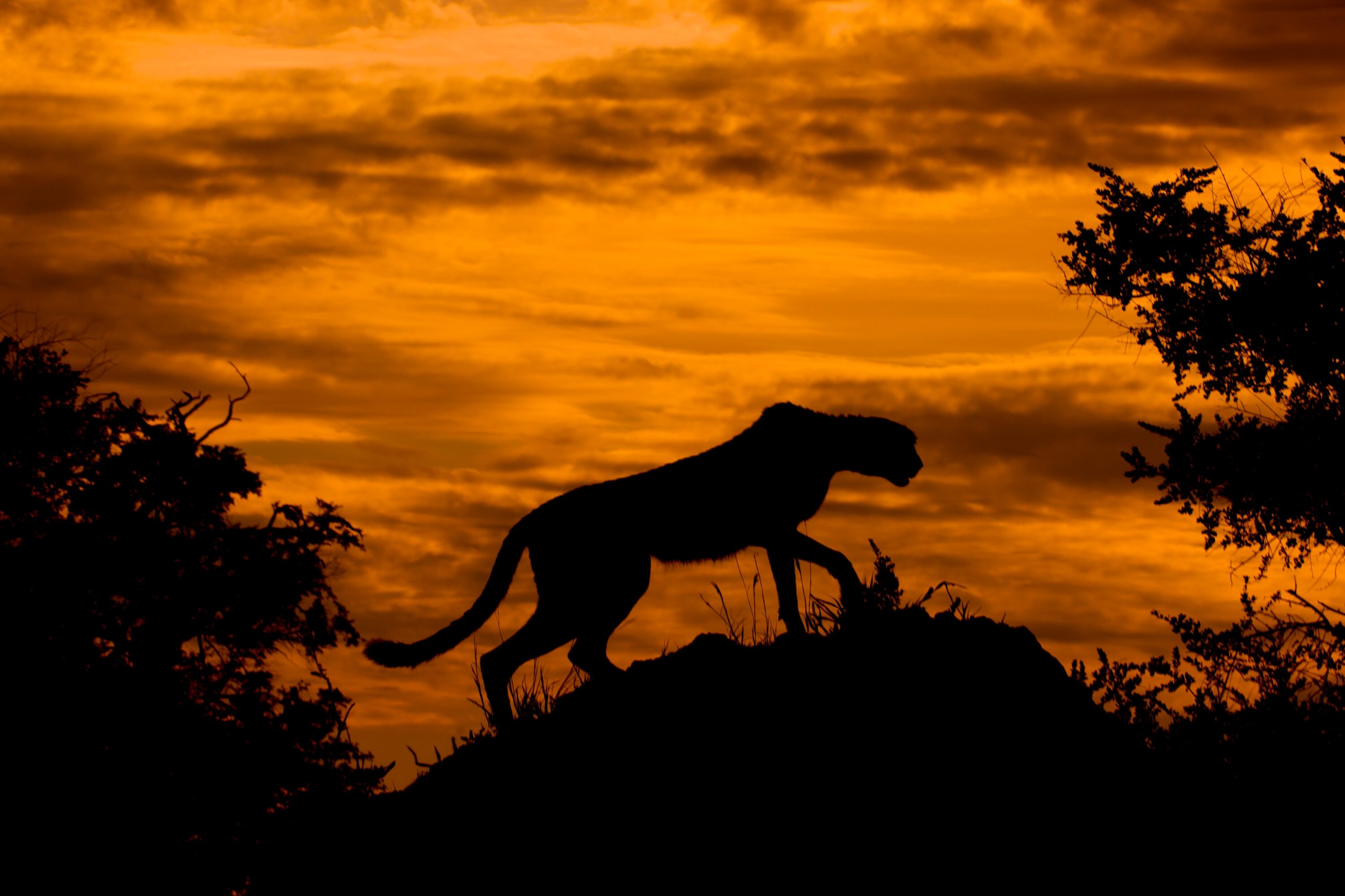 Cheetah silhouetted at sunset in the Okavango Delta, Botswana