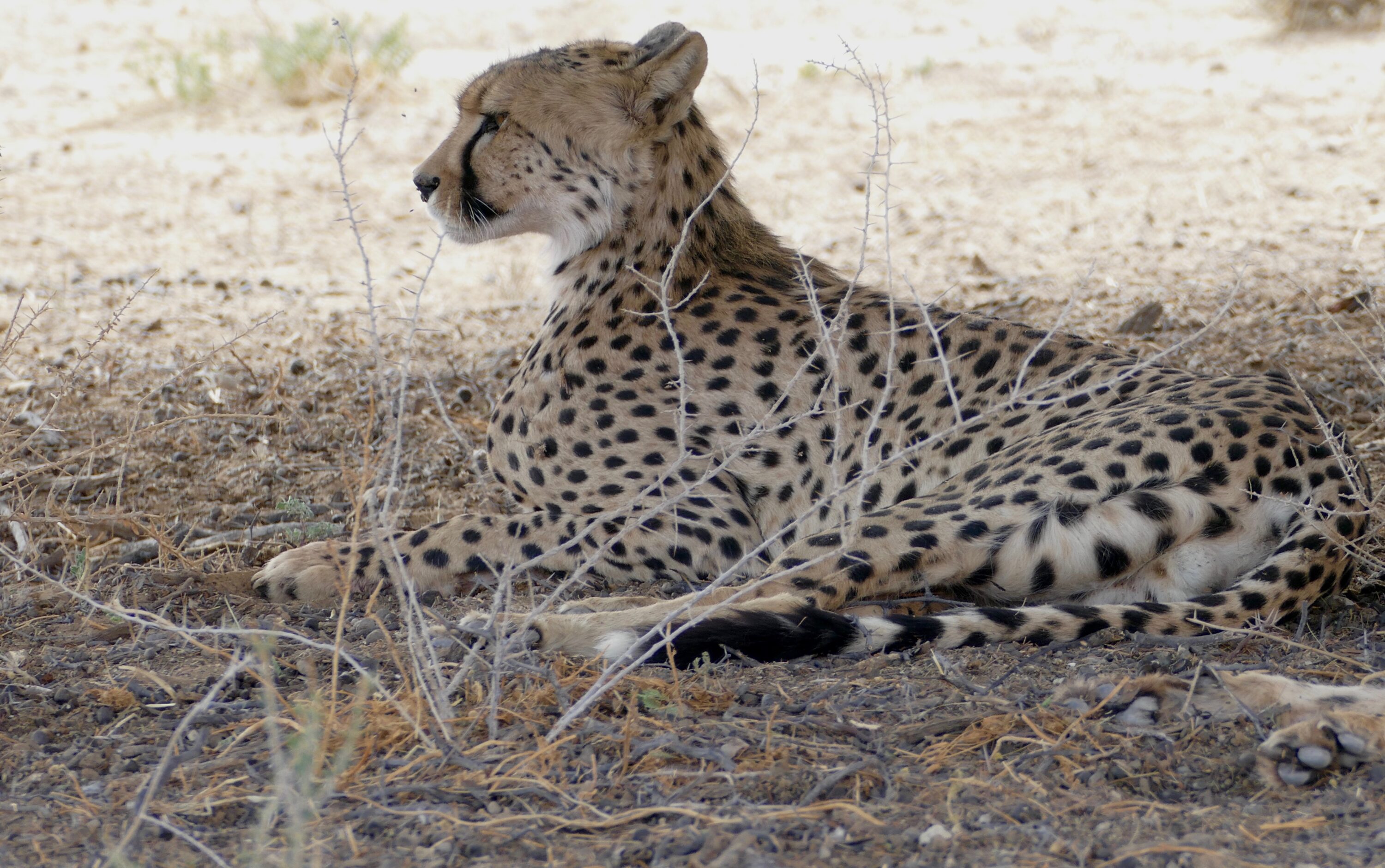 Two cheetahs resting together under a tree in Kgalagadi Transfrontier Park