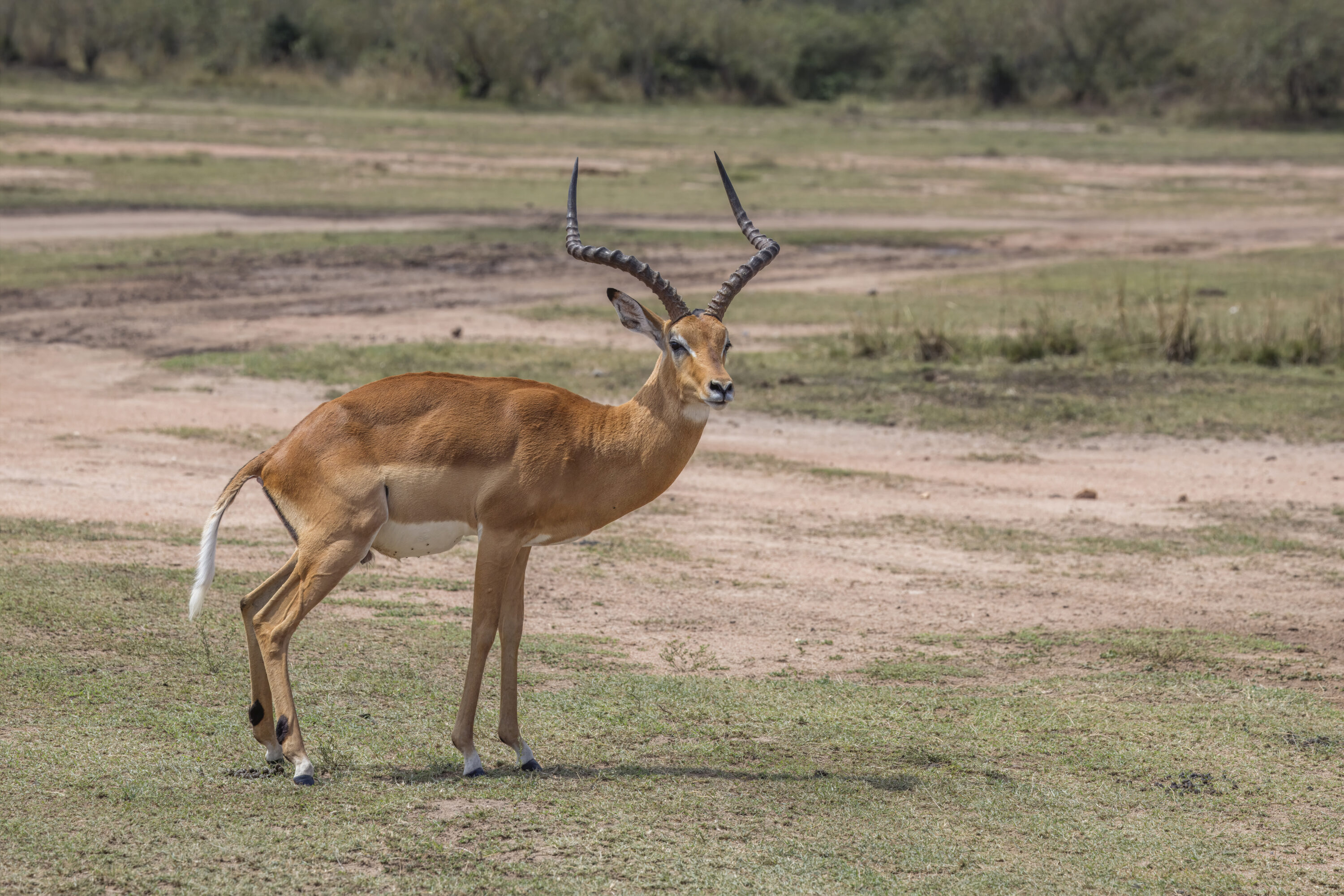 Male impala standing in Serengeti National Park, Tanzania