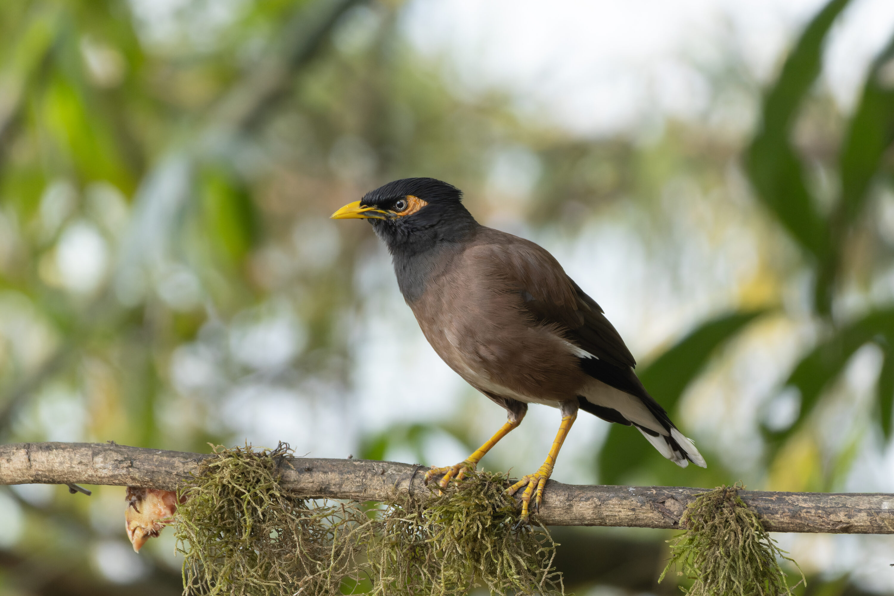 Common Myna perched on a branch