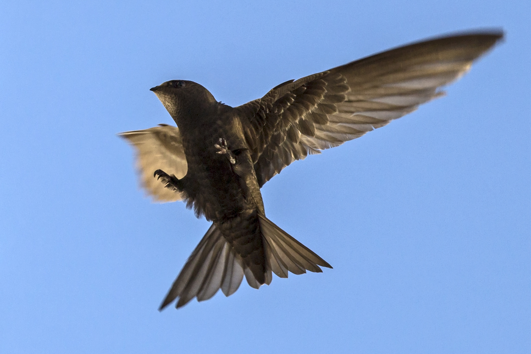 Common swift flying against a blue sky near its nest