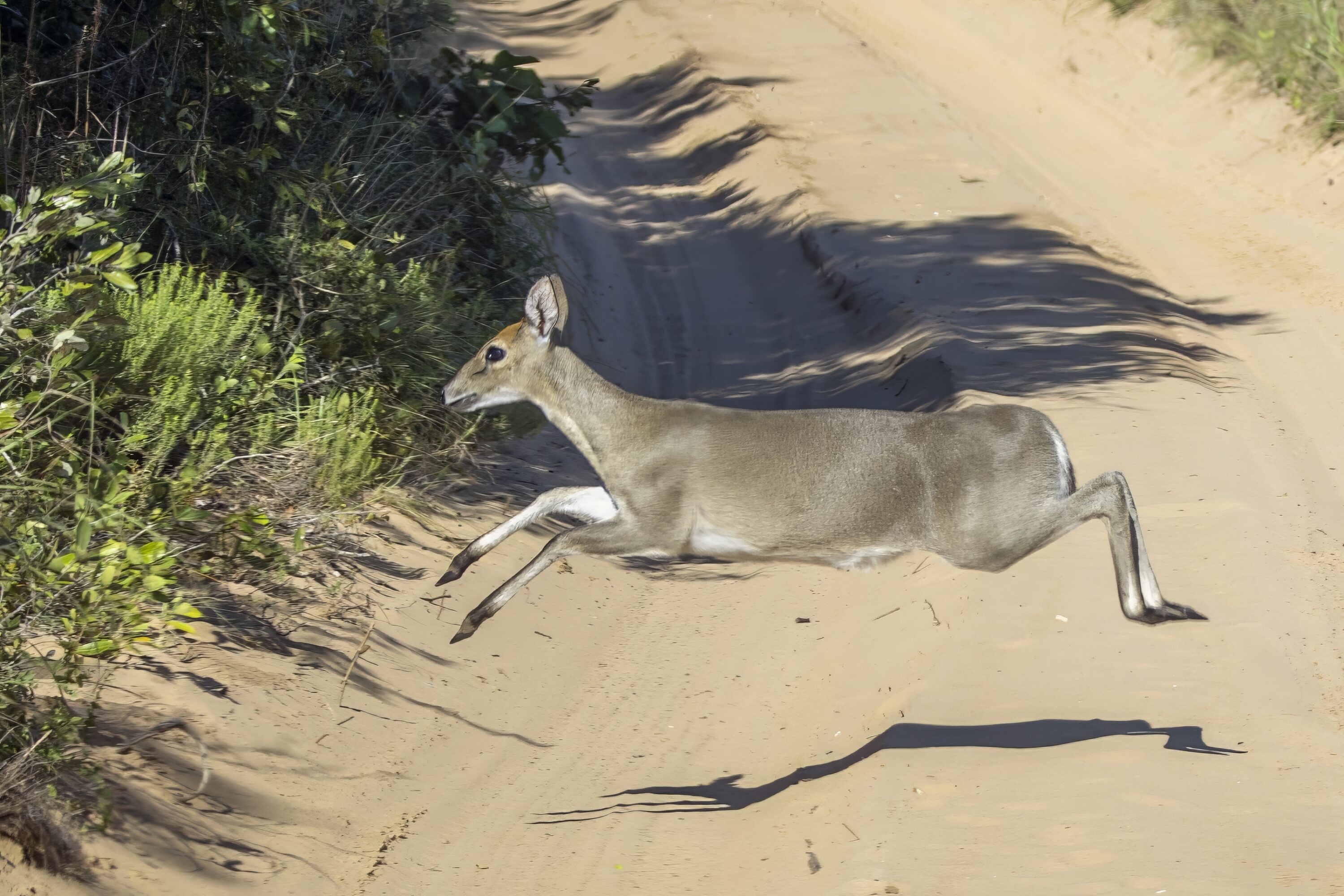 Female common duiker jumping across a sandy track in Maputo National Park, Mozambique