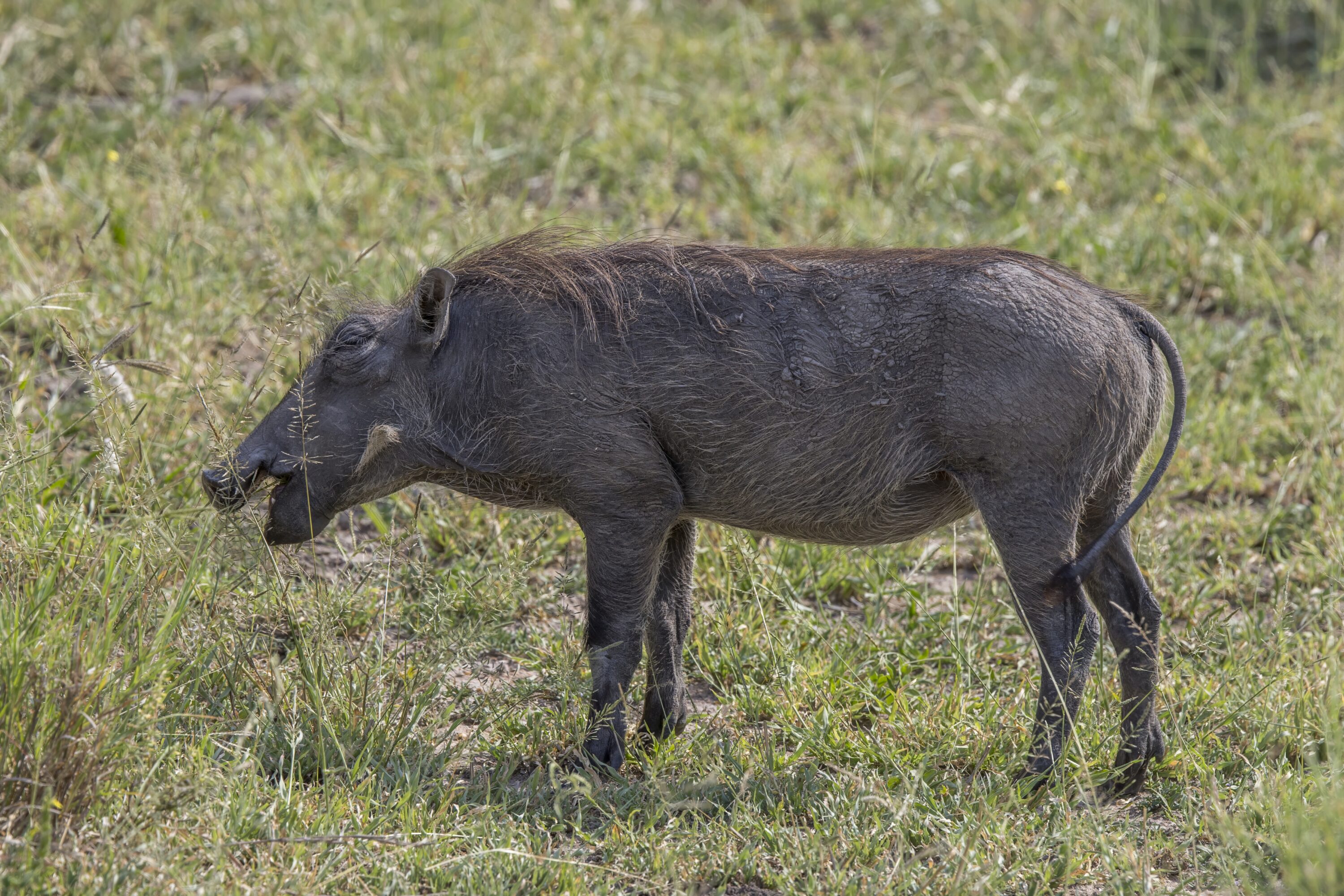 Wild female common warthog in Kruger National Park, South Africa
