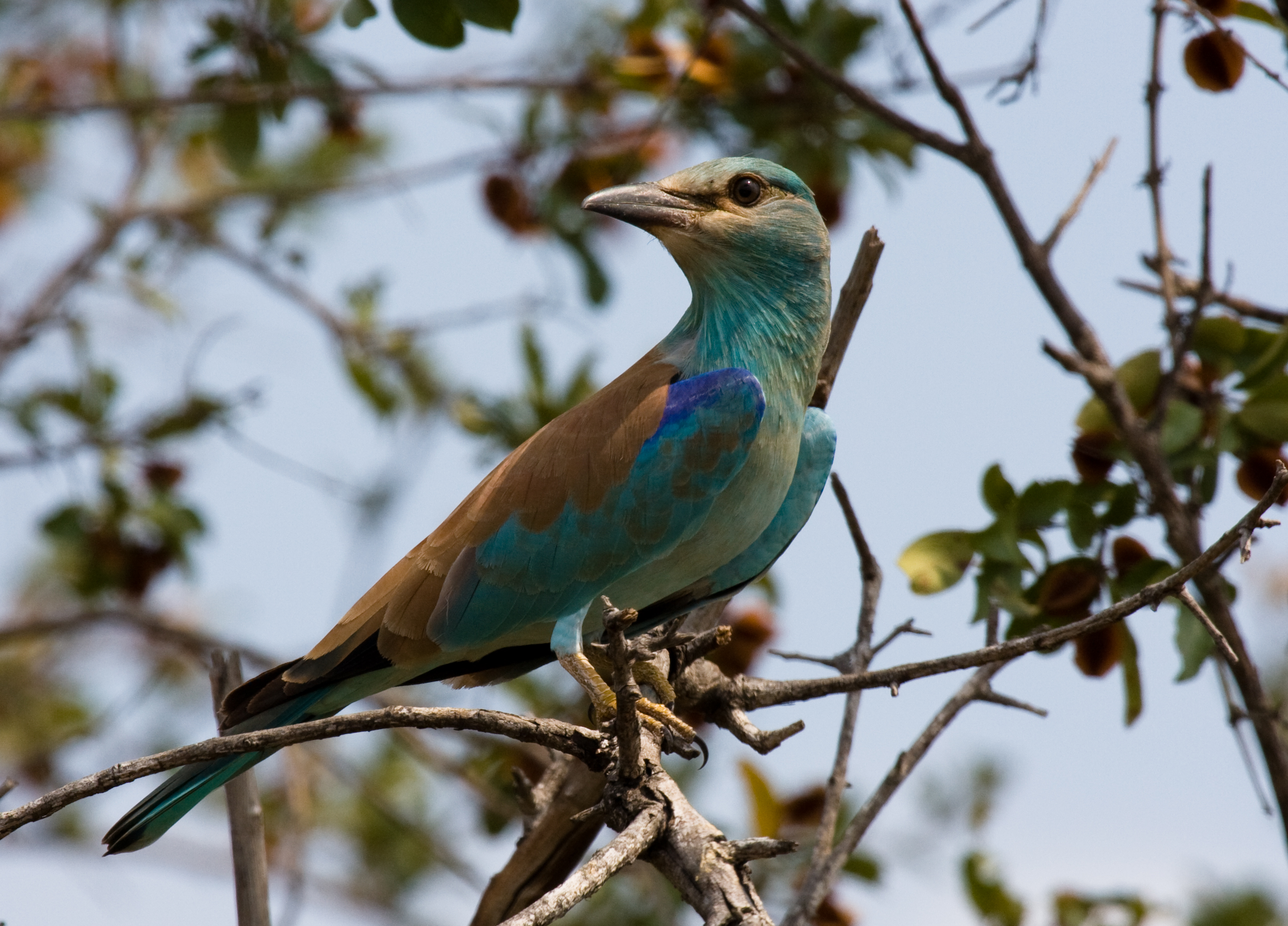 Immature European Roller perched among branches