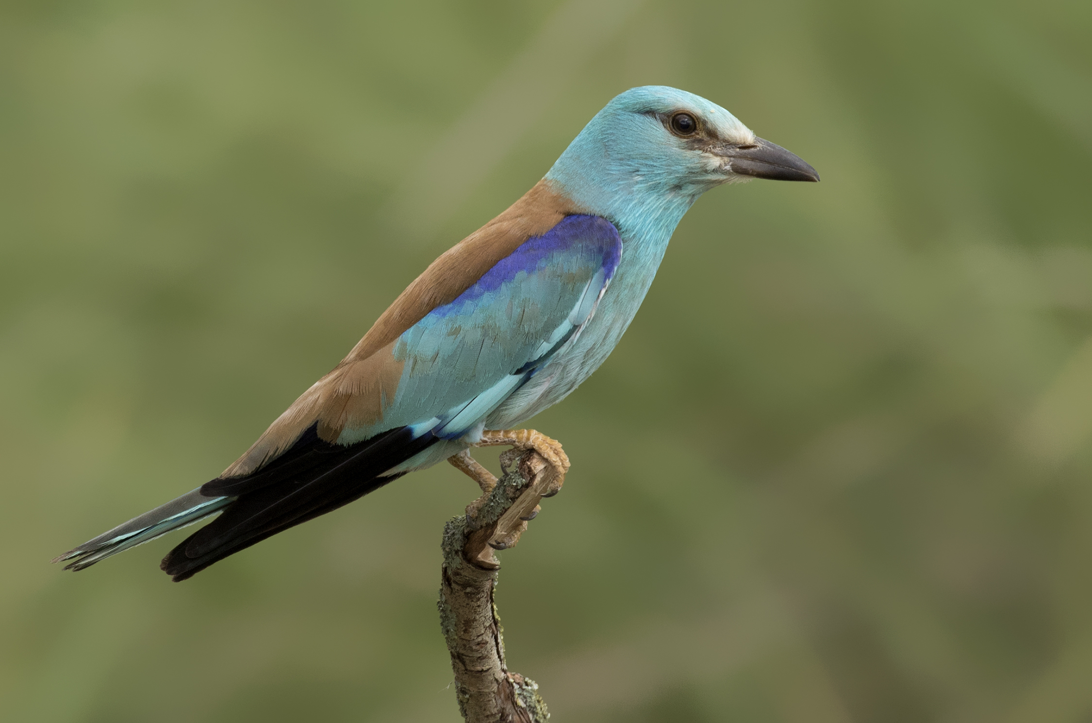 European Roller perched on a branch