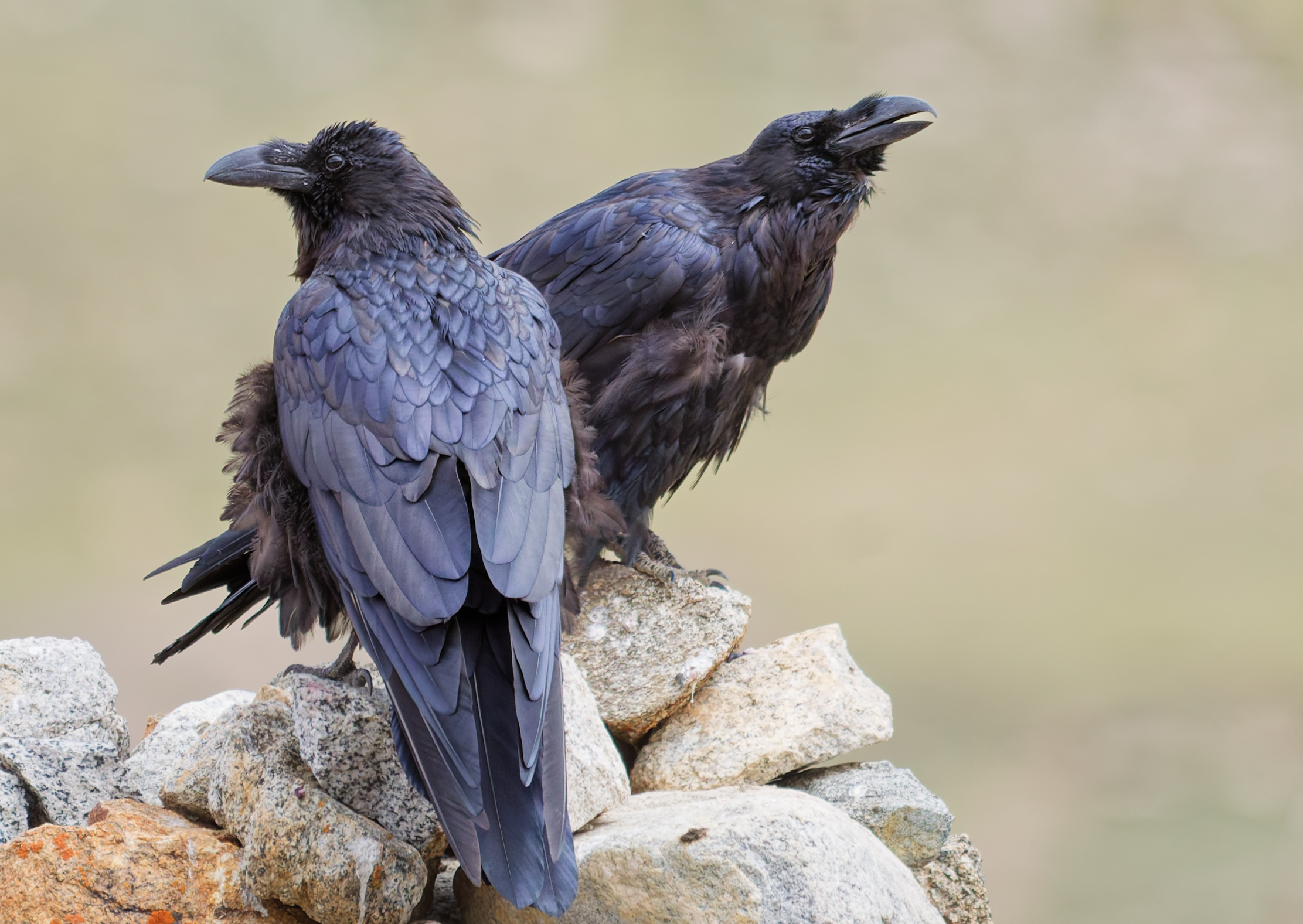 Pair of common ravens perched together