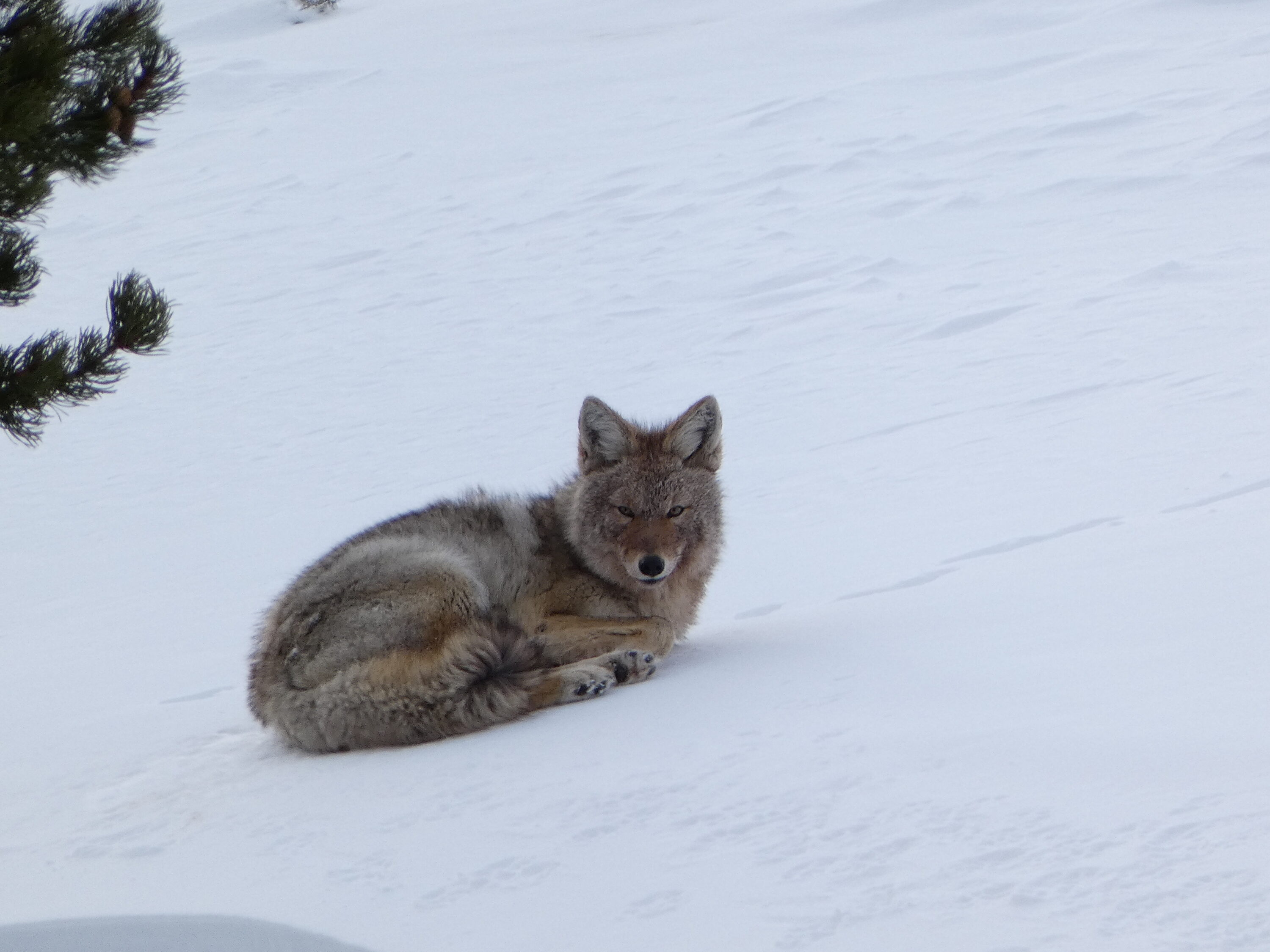 Coyote resting in snow after feeding on carrion in Lamar Valley, Yellowstone