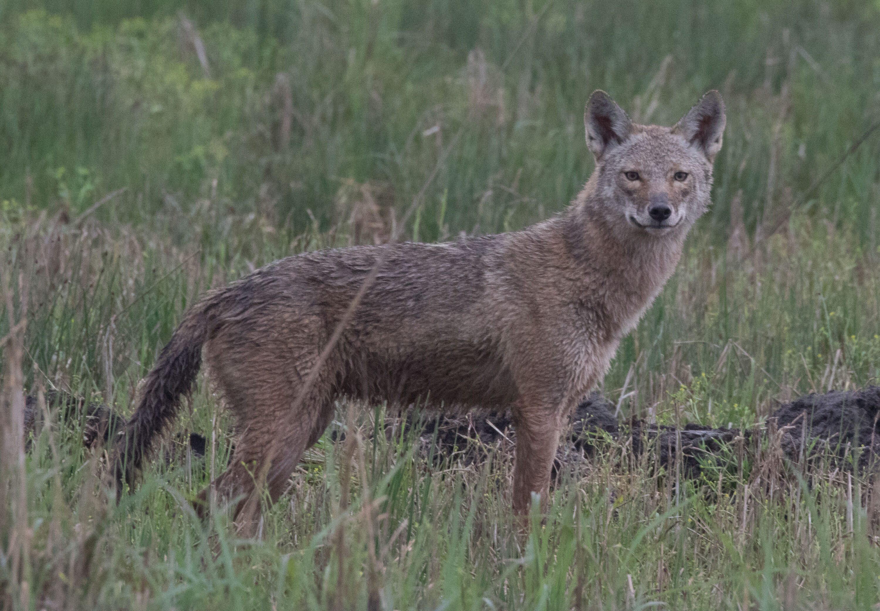 Wild coyote standing in wetland vegetation at Anahuac National Wildlife Refuge, Texas