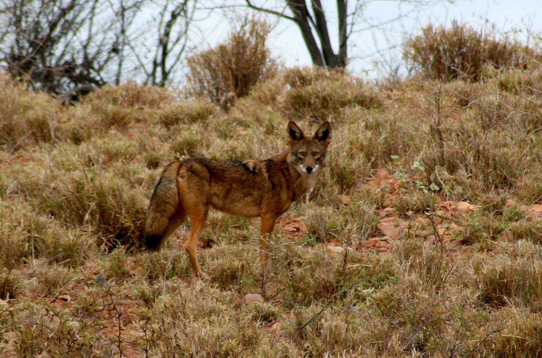 Wild coyote standing in dry vegetation in Sonora, Mexico