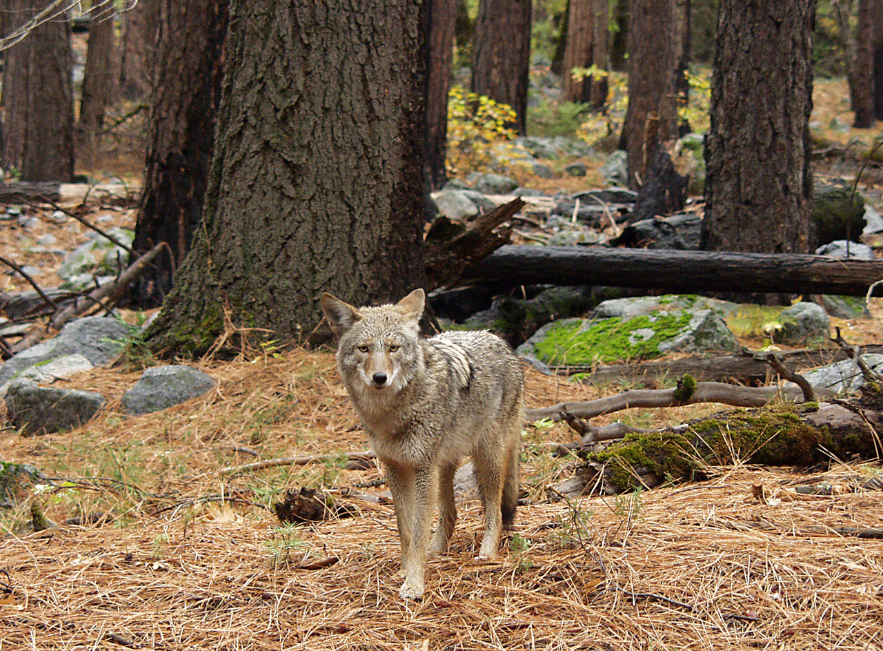 Wild coyote standing among trees in a forest
