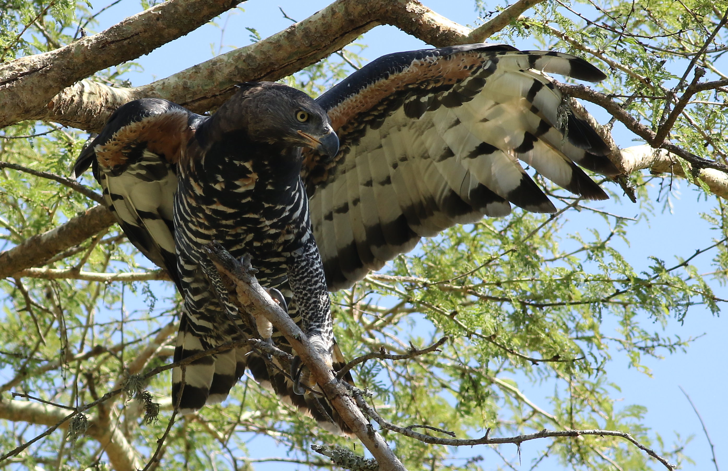 Adult Crowned Eagle perched in a tree in KwaZulu-Natal, South Africa
