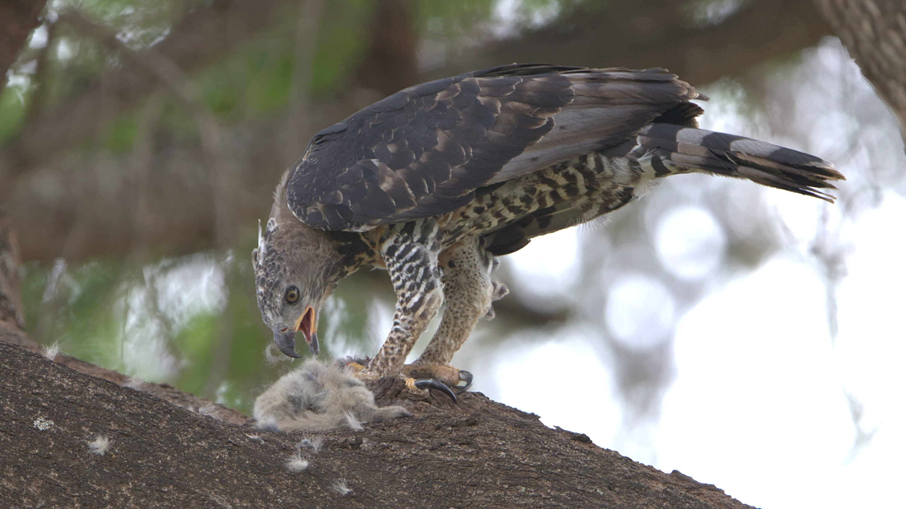 Crowned Eagle perched with prey in Kruger National Park, South Africa