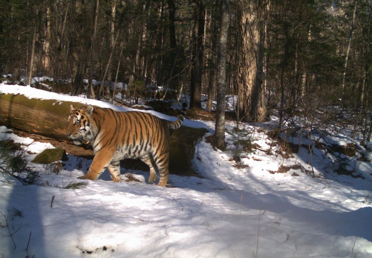 Wild Amur tiger in a snowy forest in Bastak Nature Reserve, Russia