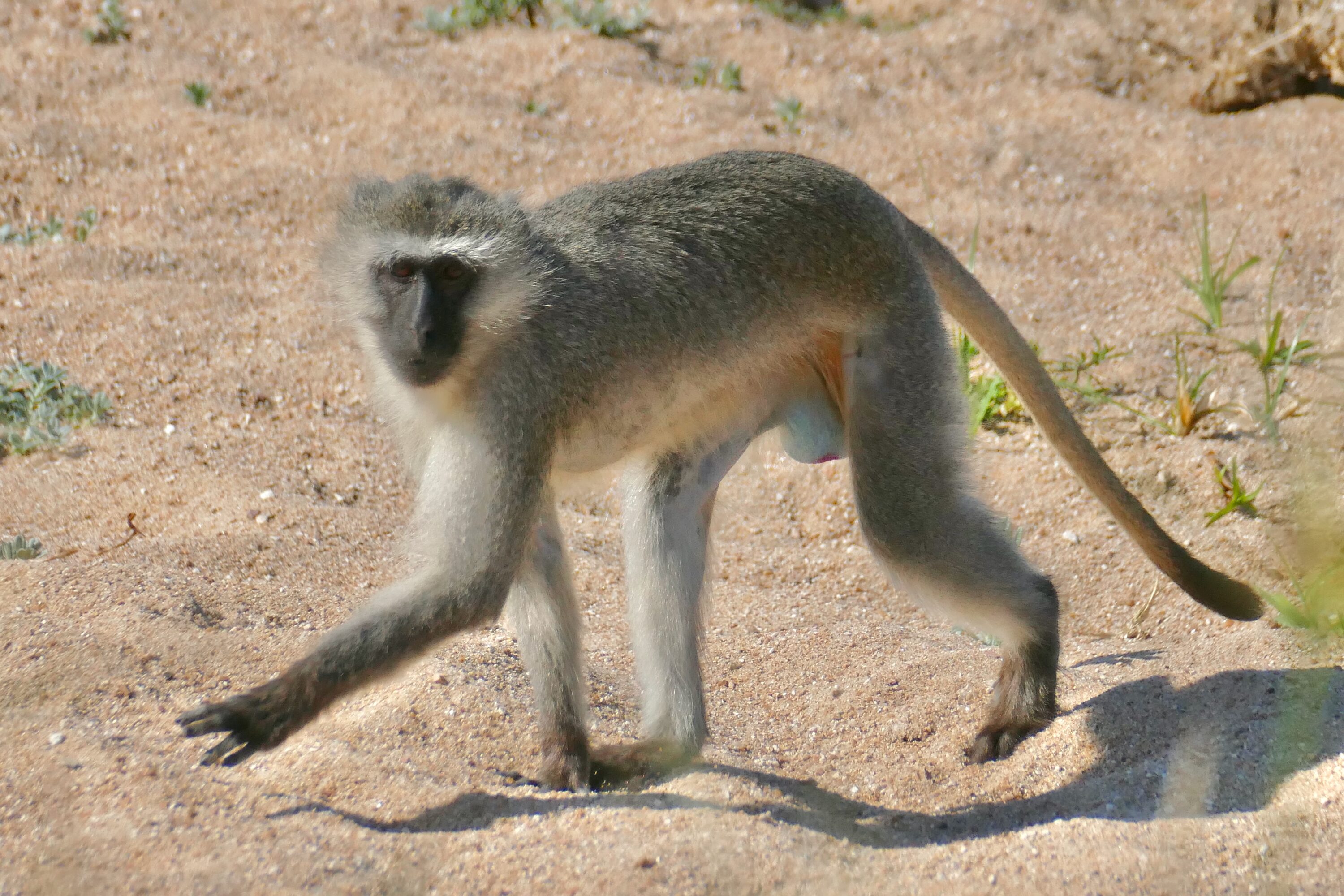 Male vervet monkey walking across the dry Mlambane riverbed in Kruger National Park