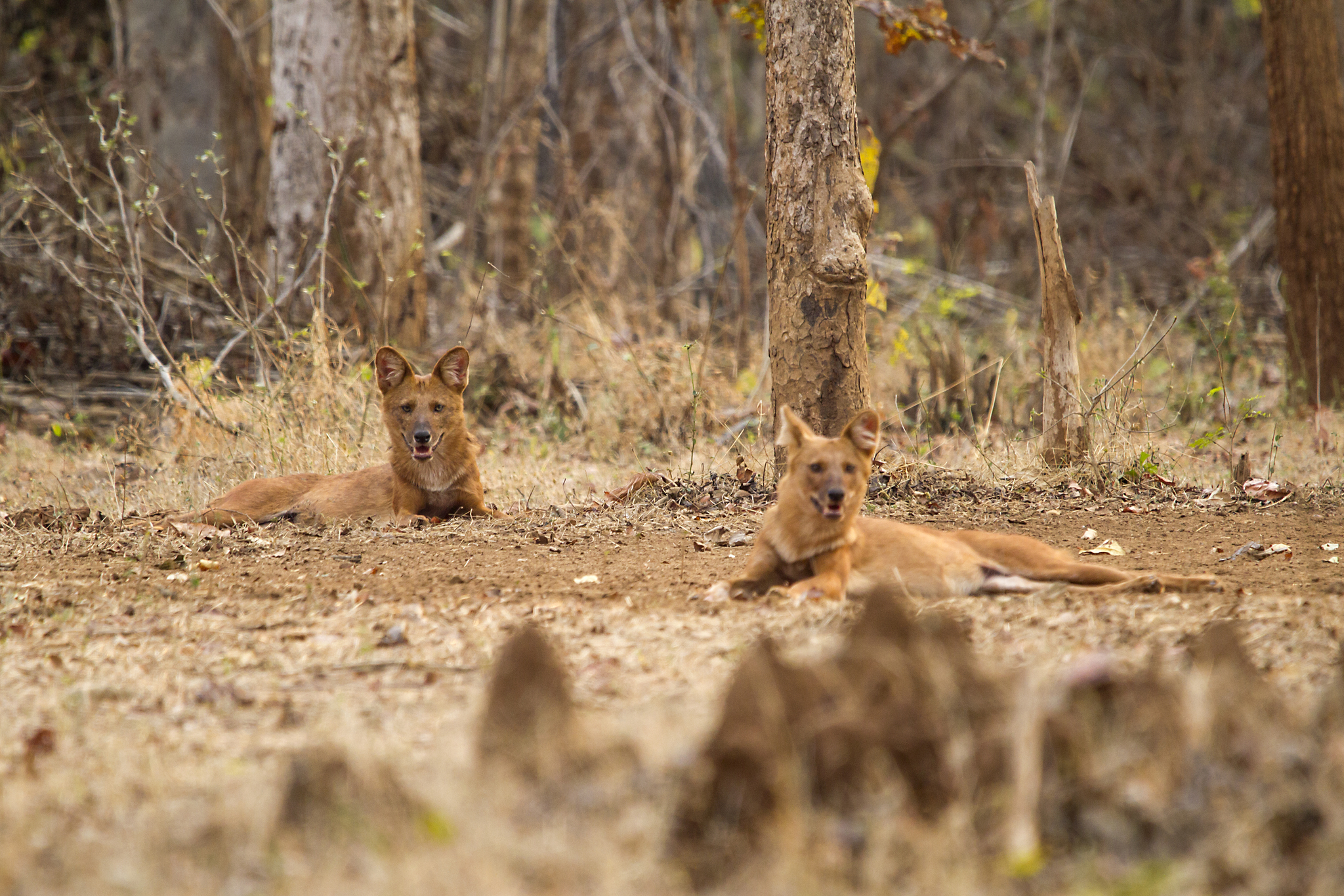 Dhole in natural habitat