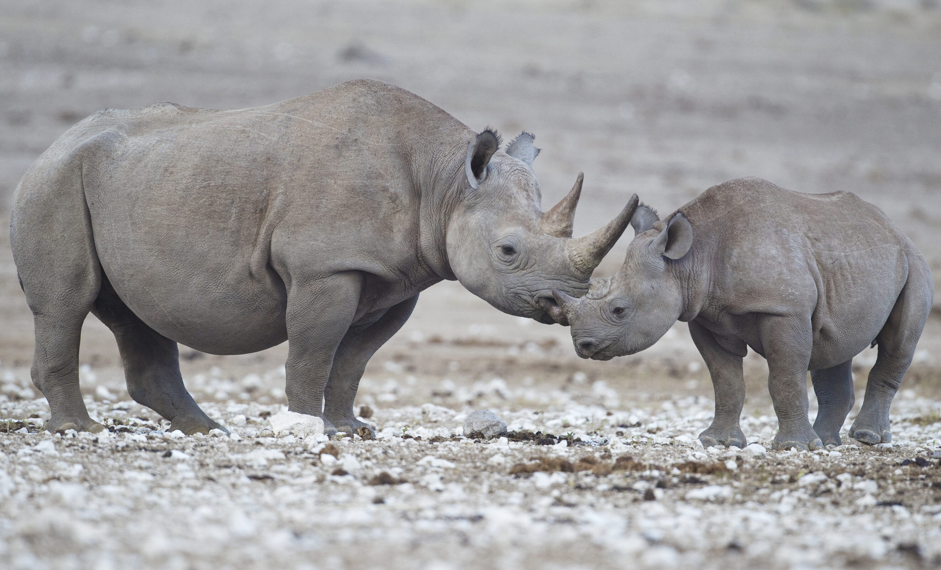 A wild black rhinoceros mother with her calf in Etosha National Park, Namibia