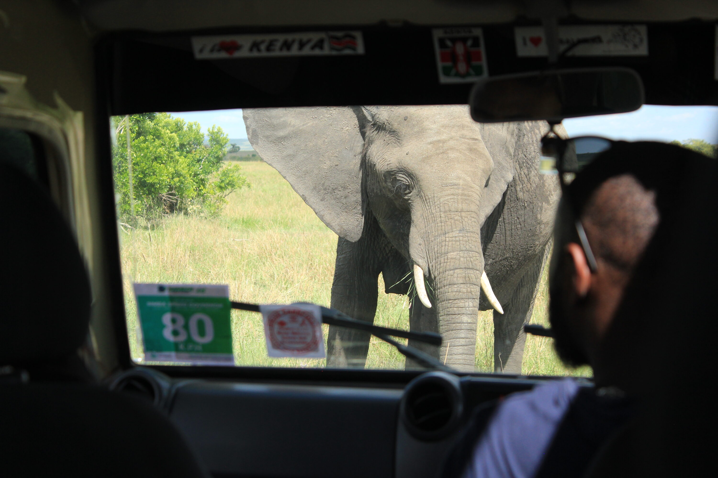 African bush elephant seen through the windshield of a safari vehicle