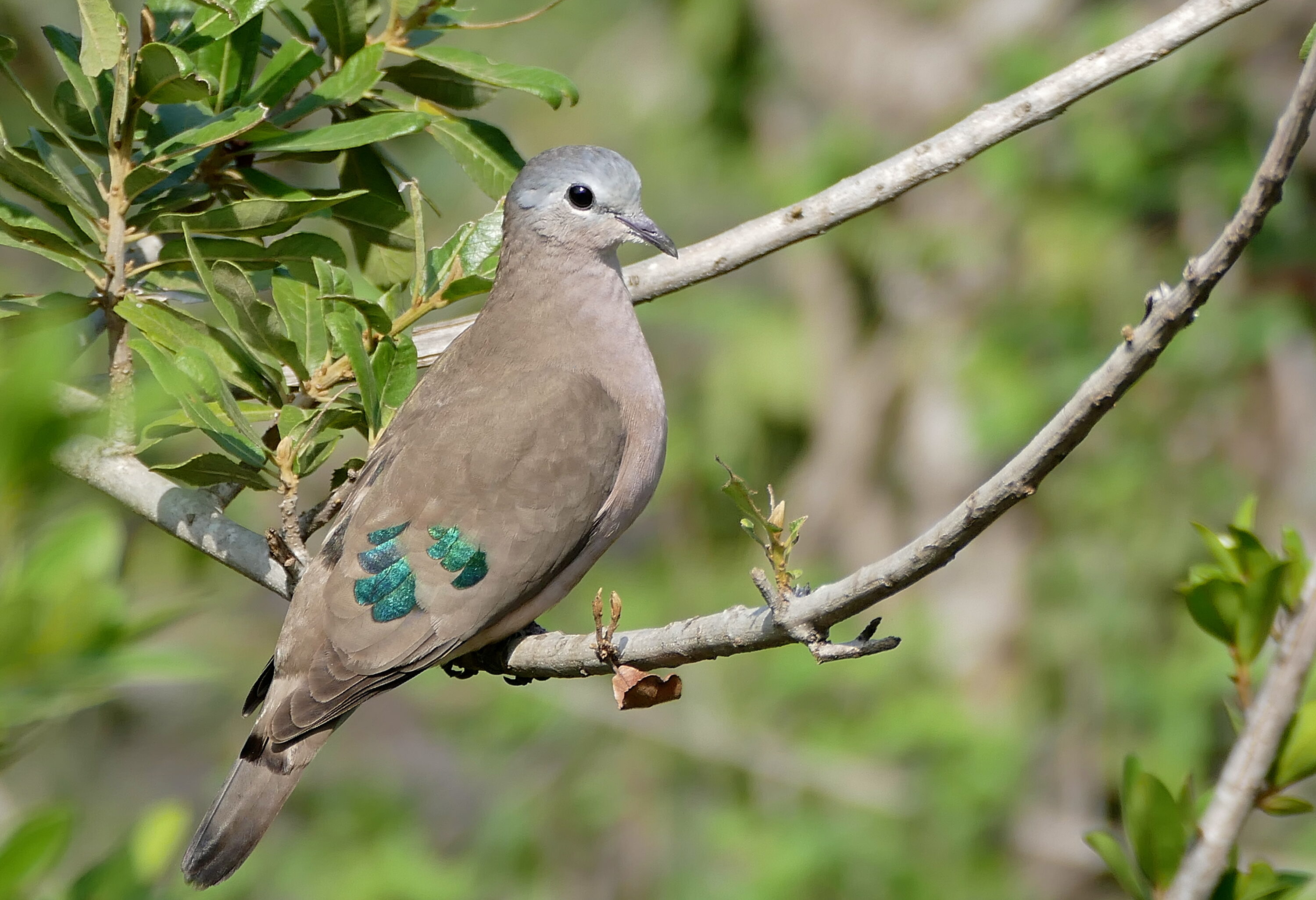 Emerald-spotted Wood Dove perched on a branch