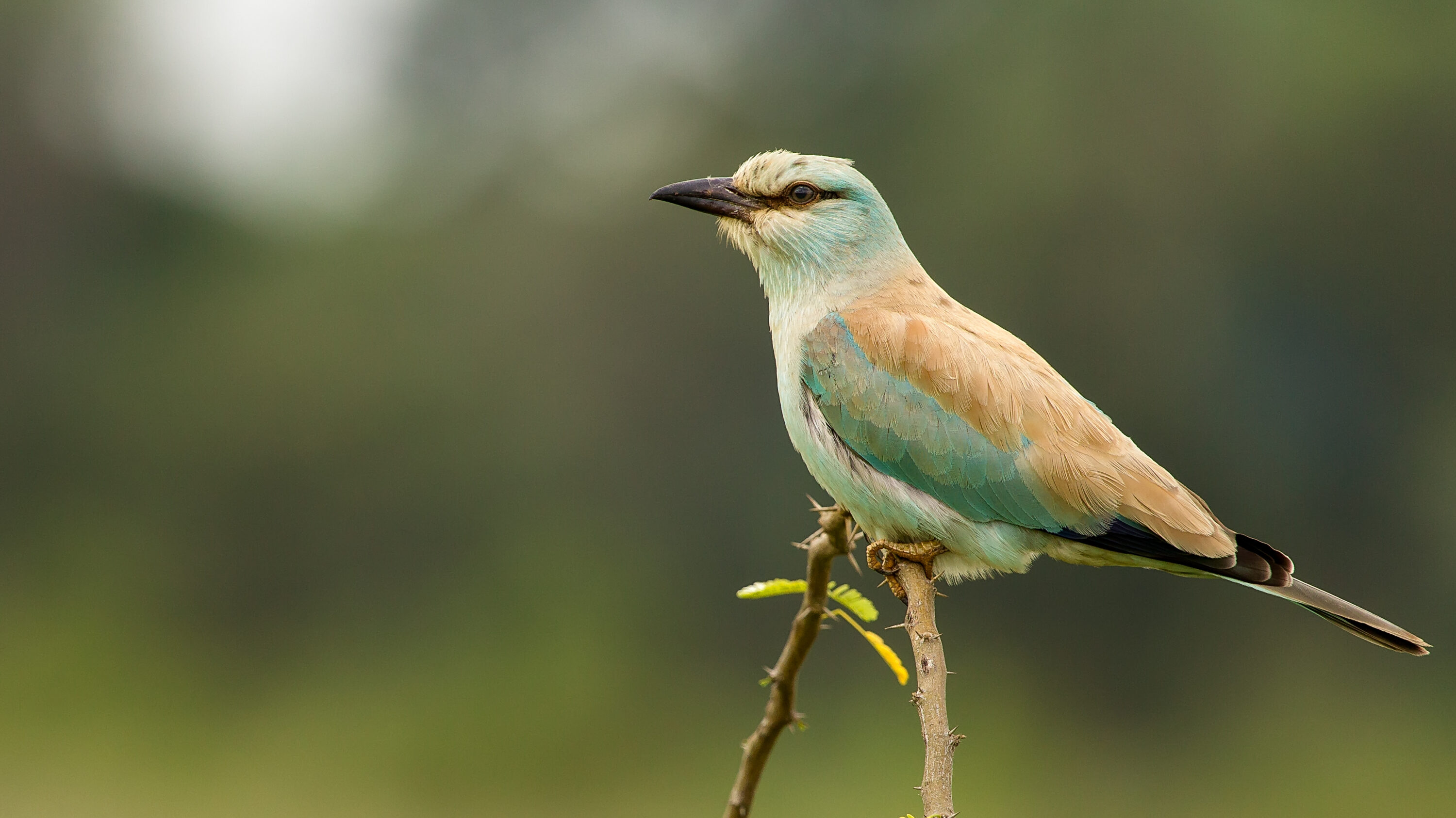European Roller perched in open habitat