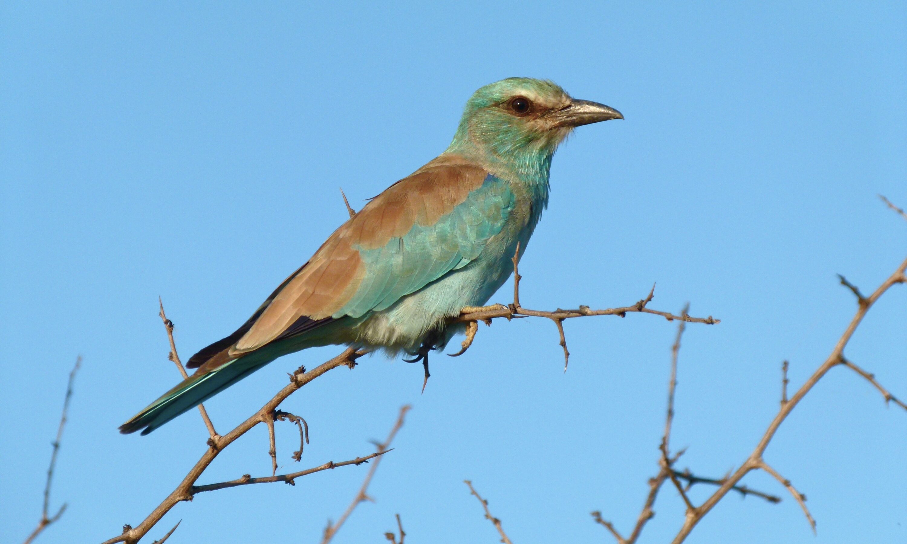 European Roller perched on a branch against a blue sky