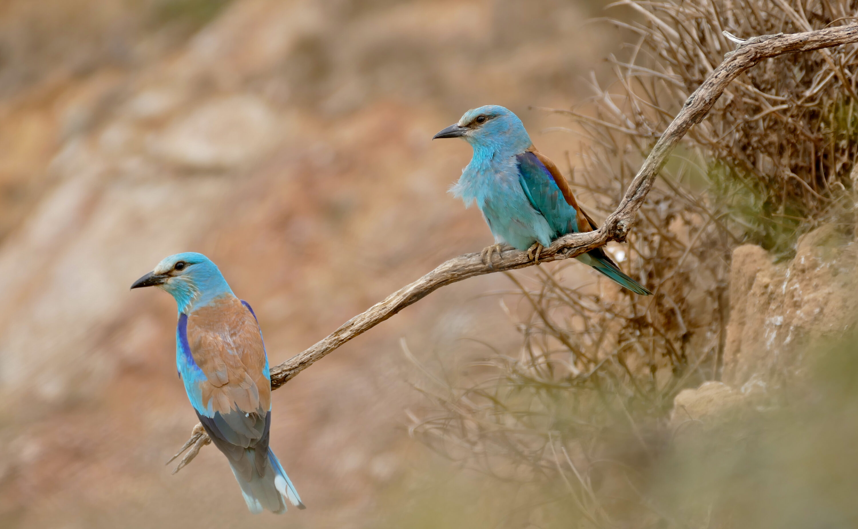 Pair of European Rollers perched together
