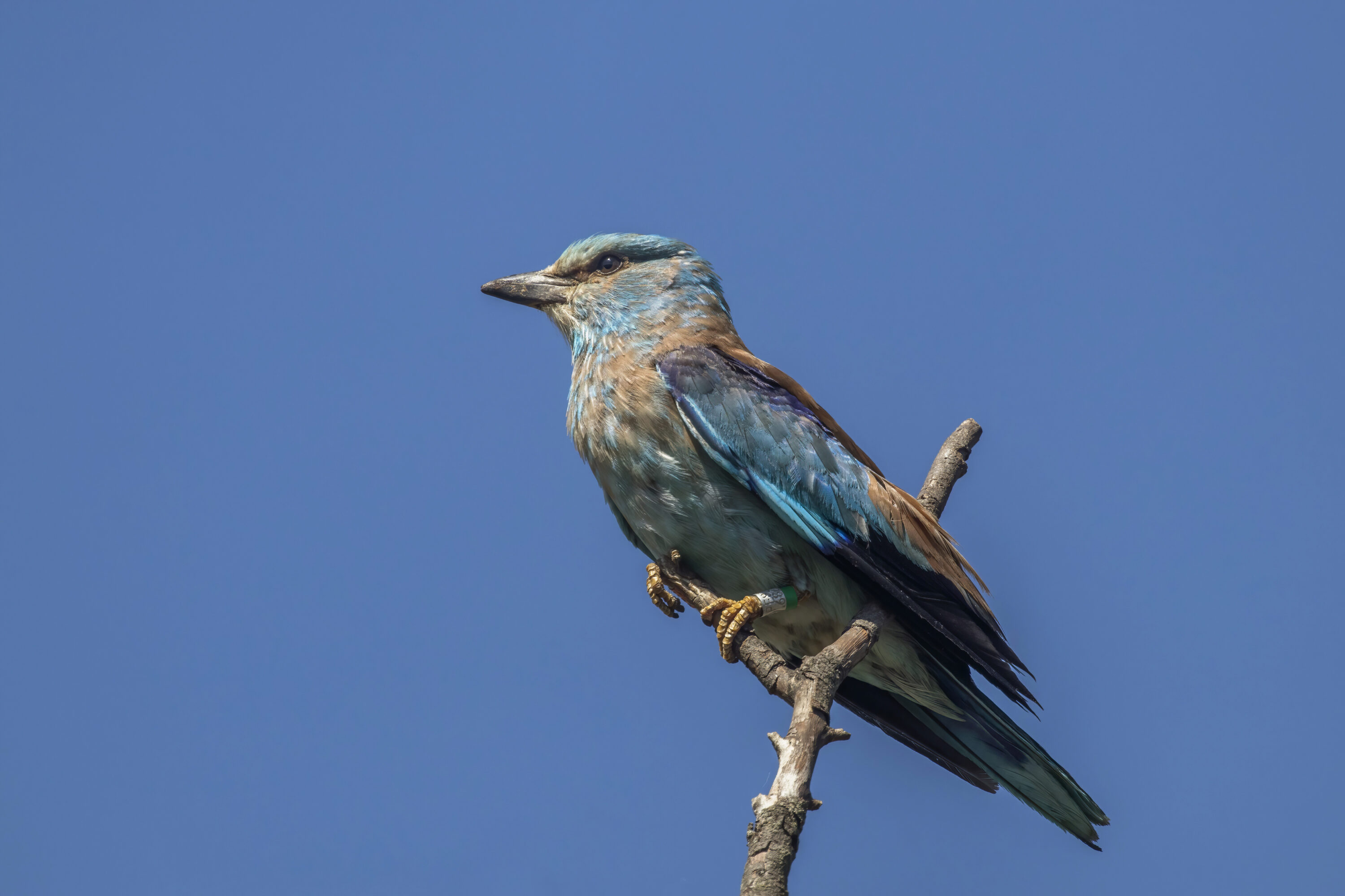 European Roller perched on a branch against a clear sky