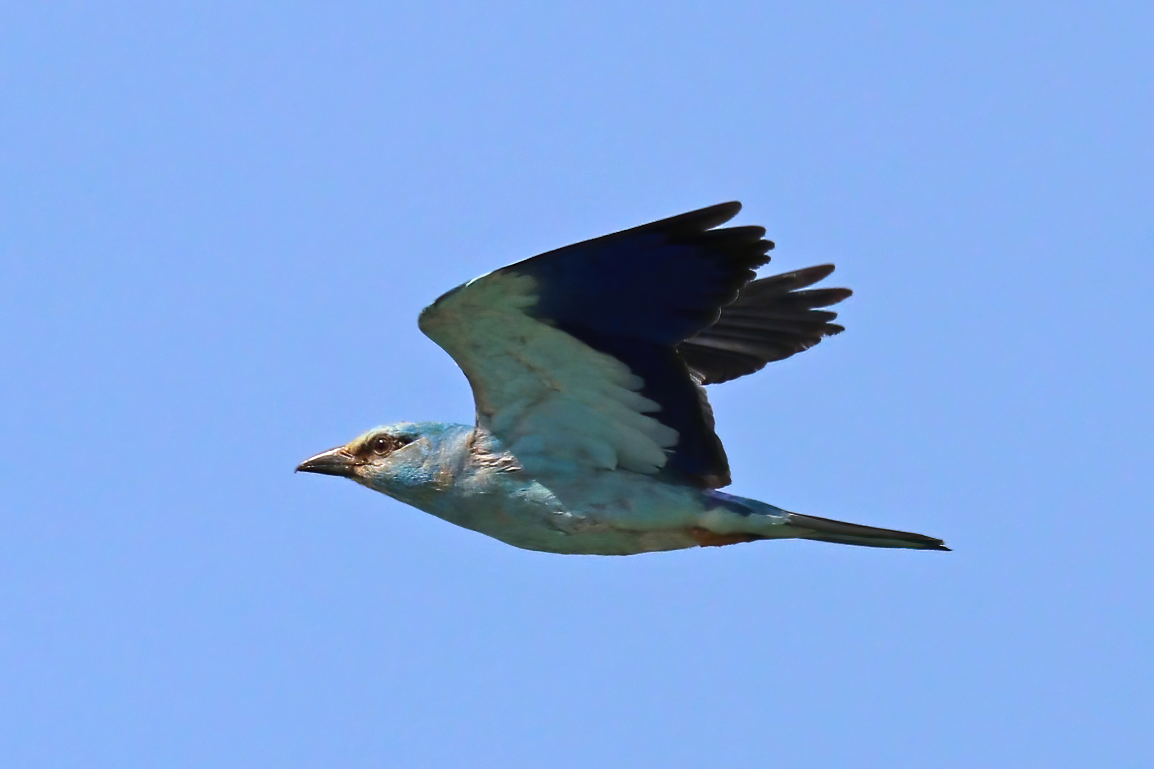 European roller flying against a blue sky