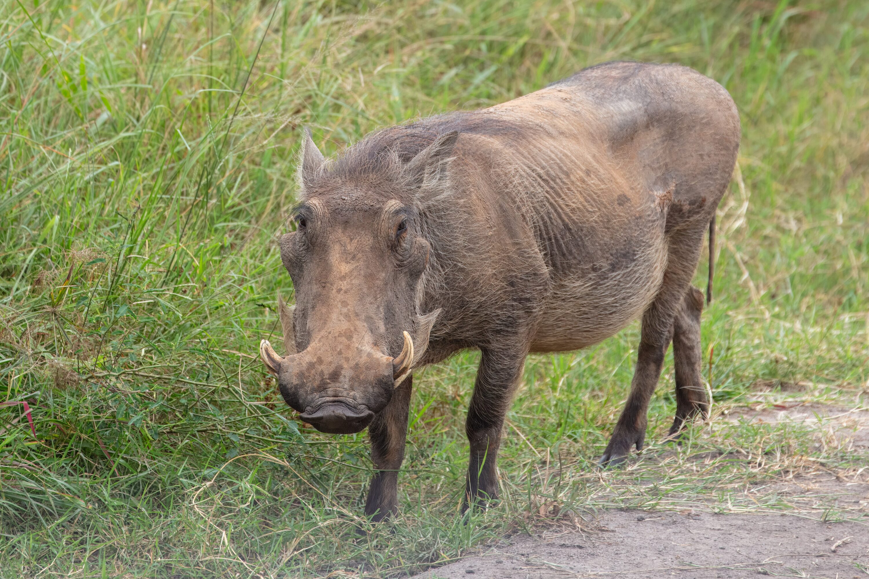 Common warthog standing in grass in Lake Mburo National Park, Uganda