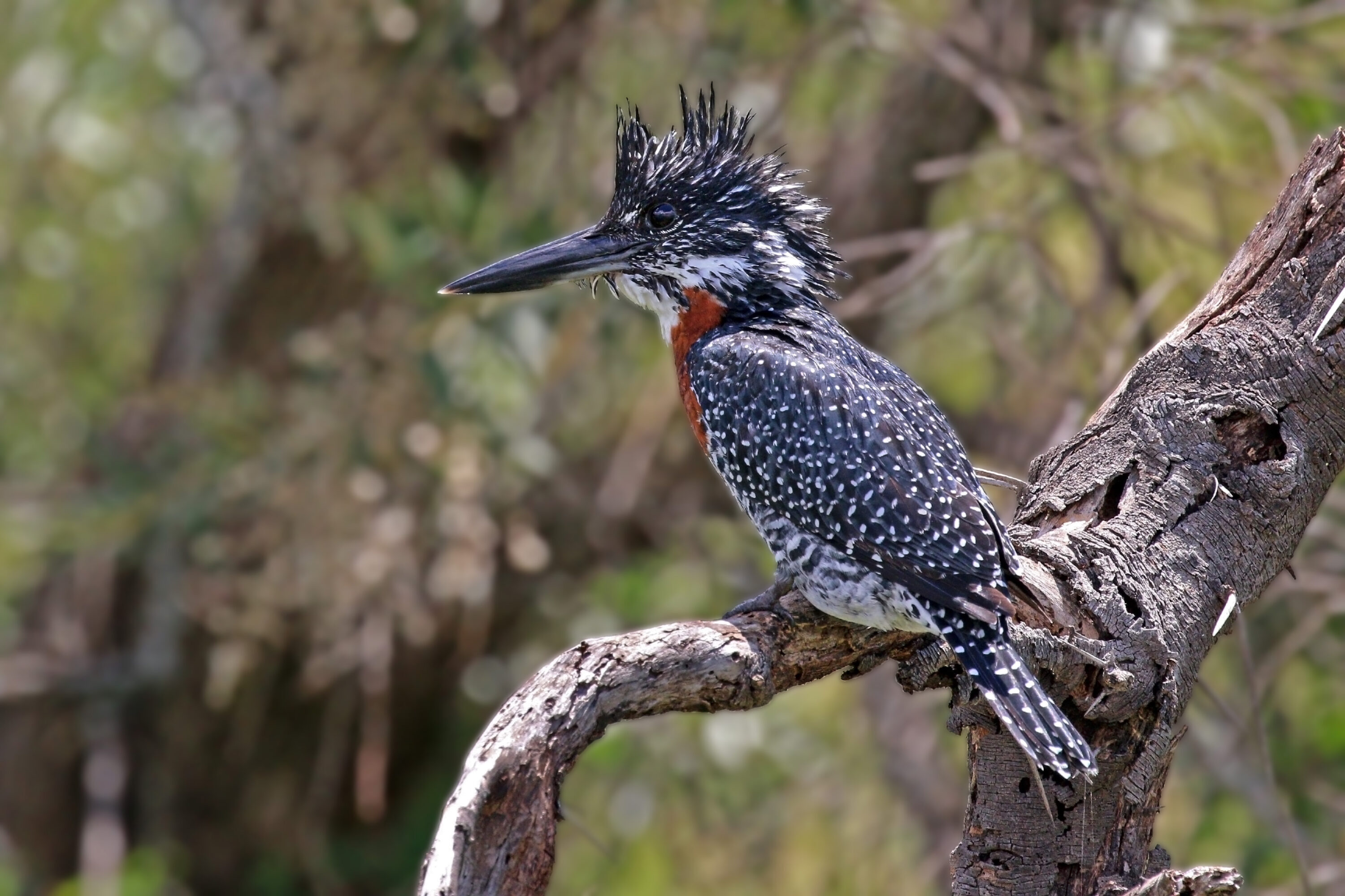 Male Giant Kingfisher perched at Lake Naivasha