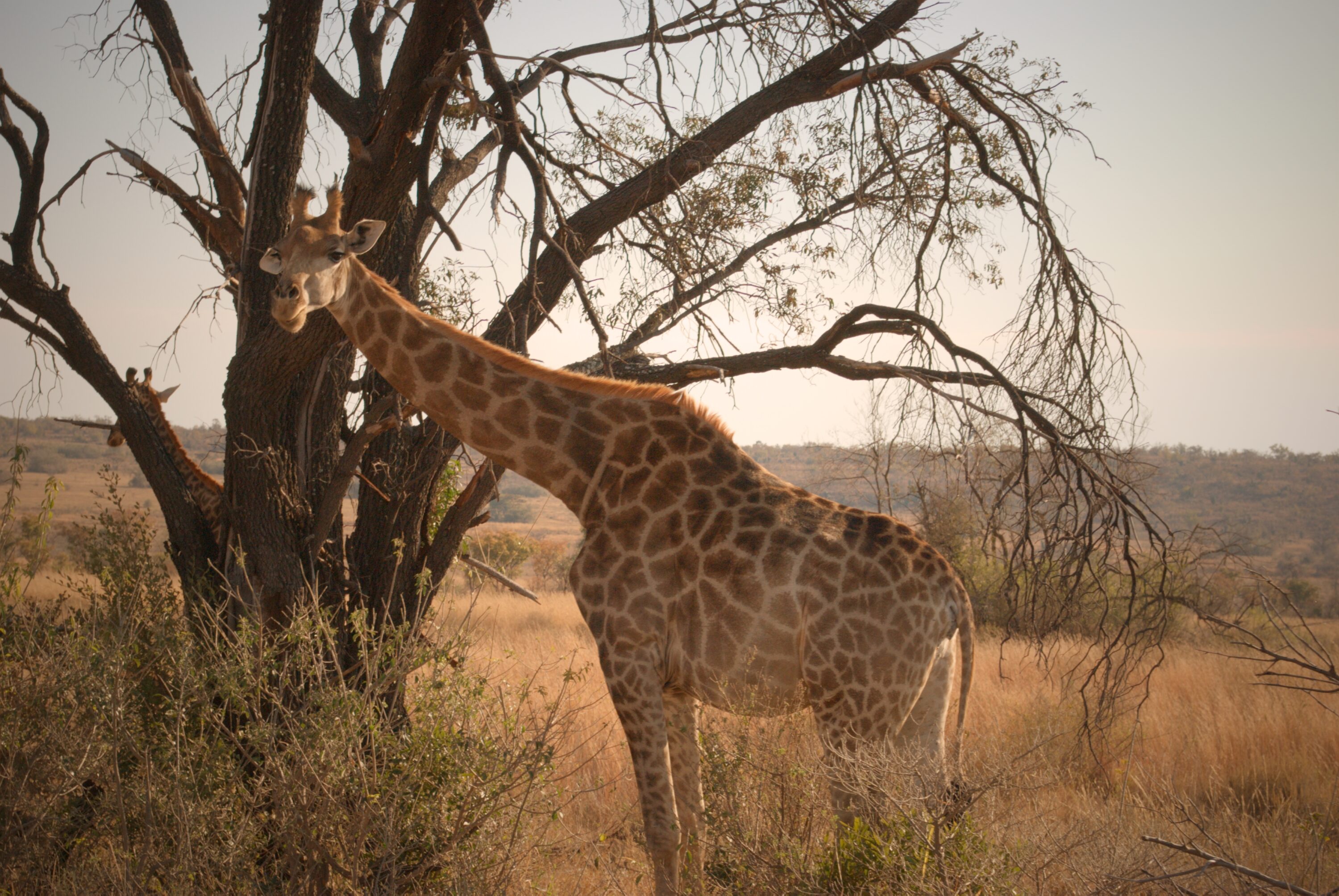 Southern giraffe in a South African savanna landscape