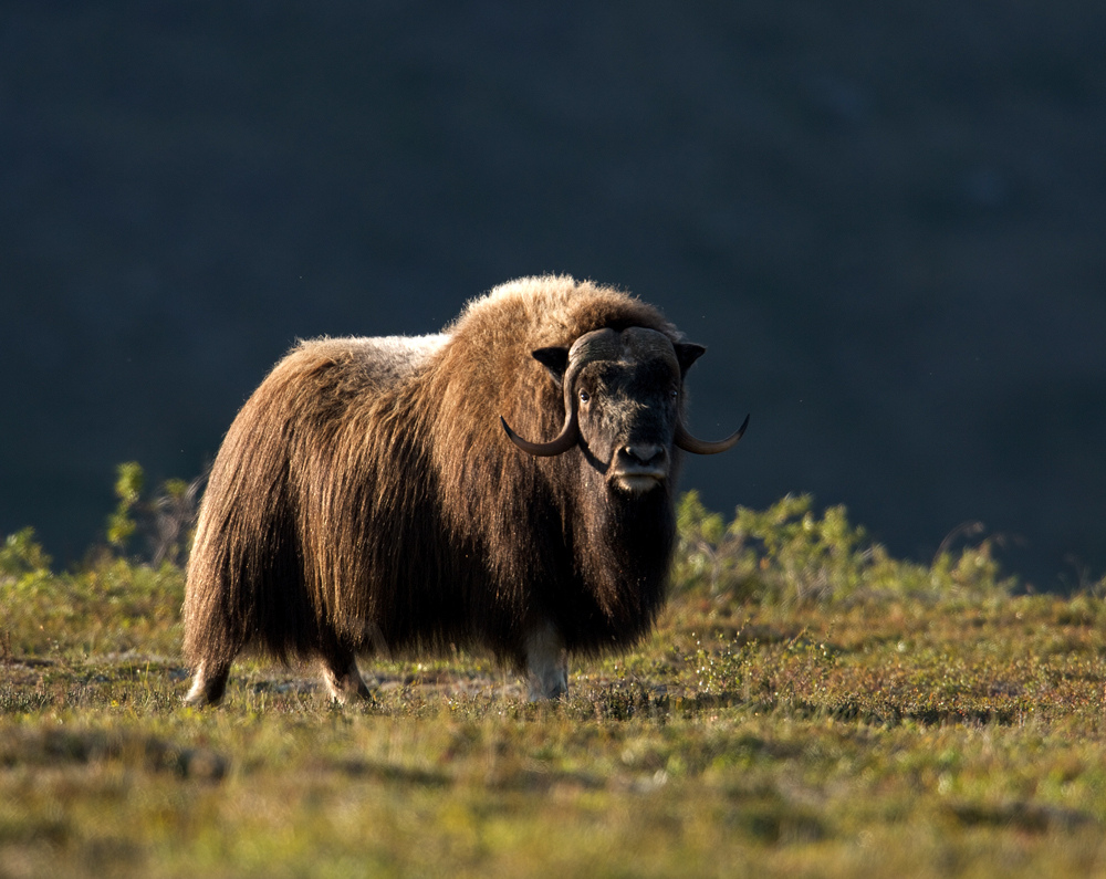 Muskox in golden light