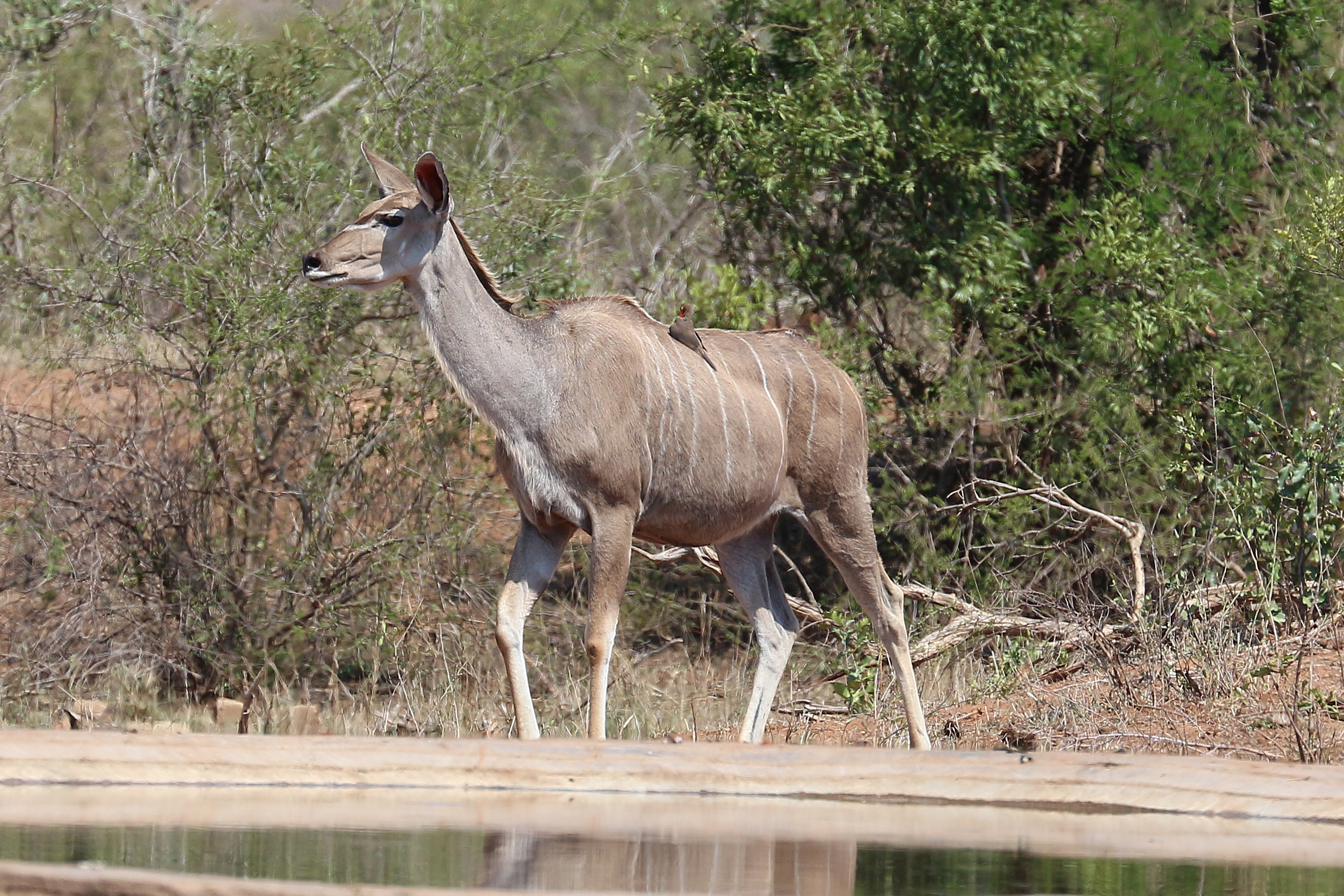 Female greater kudu standing in woodland in Kruger National Park
