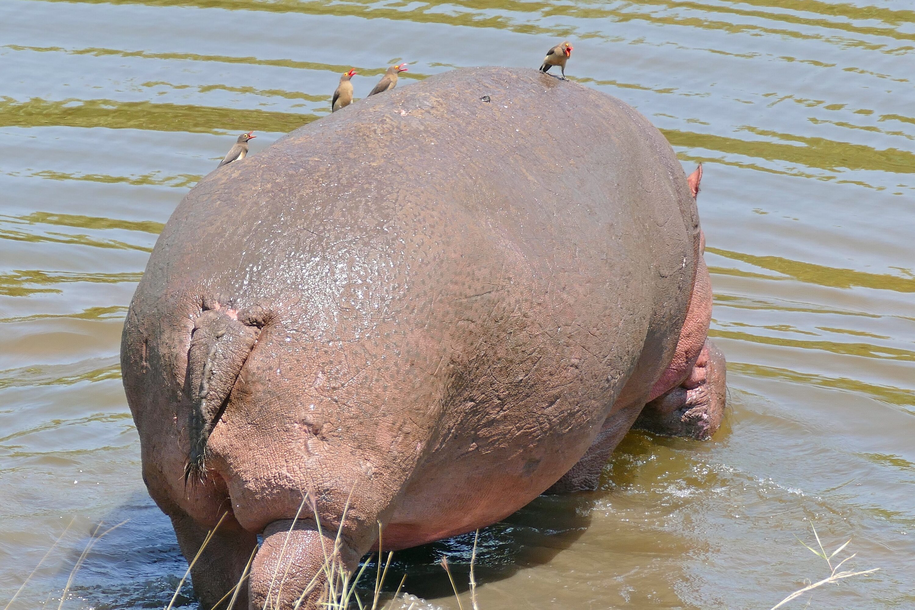 Hippopotamus returning to water with red-billed oxpeckers on its back