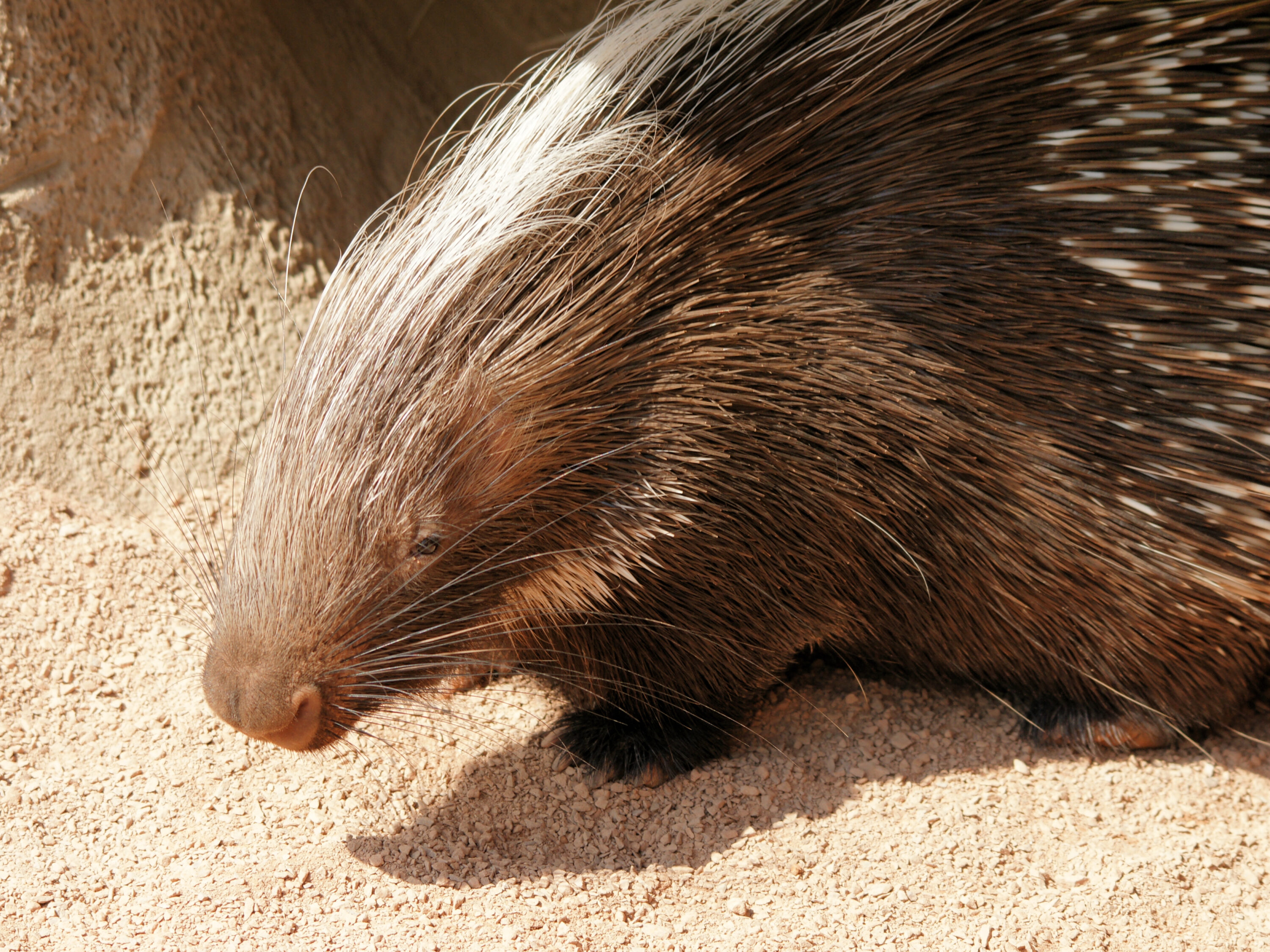 Cape porcupine