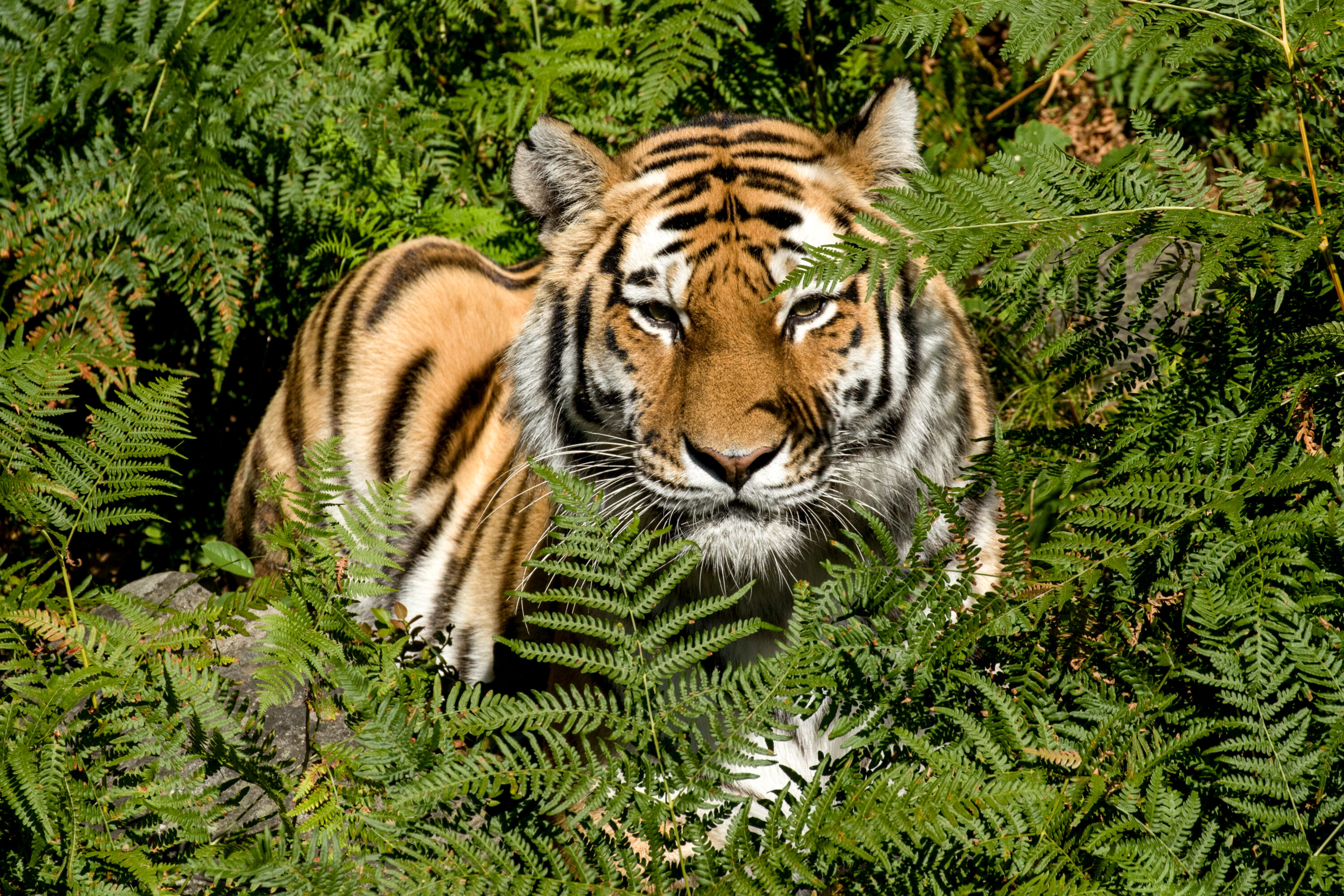 Amur tiger at Dyreparken in Kristiansand, Norway