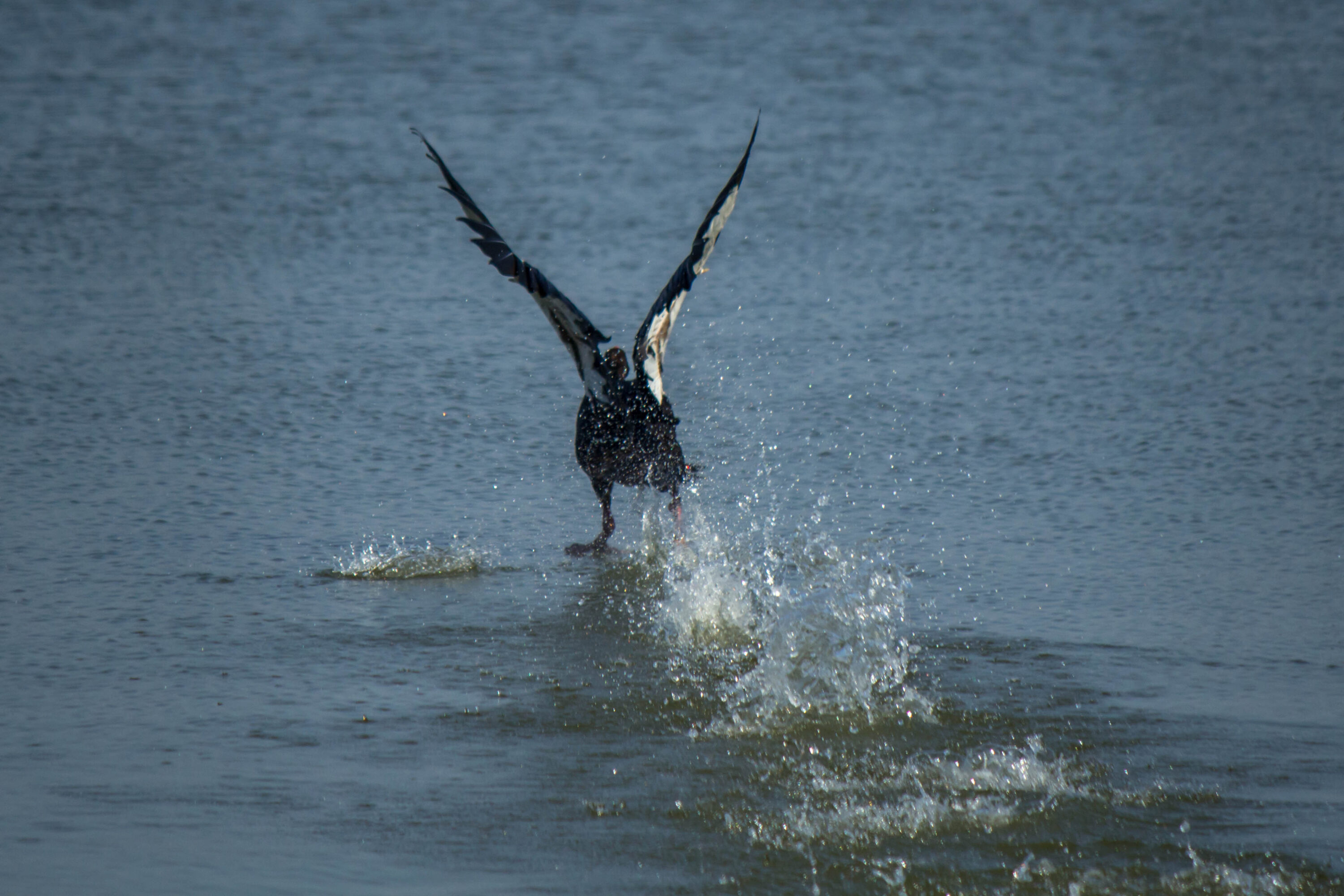 Spur-winged Goose at Ndumo Game Reserve, South Africa