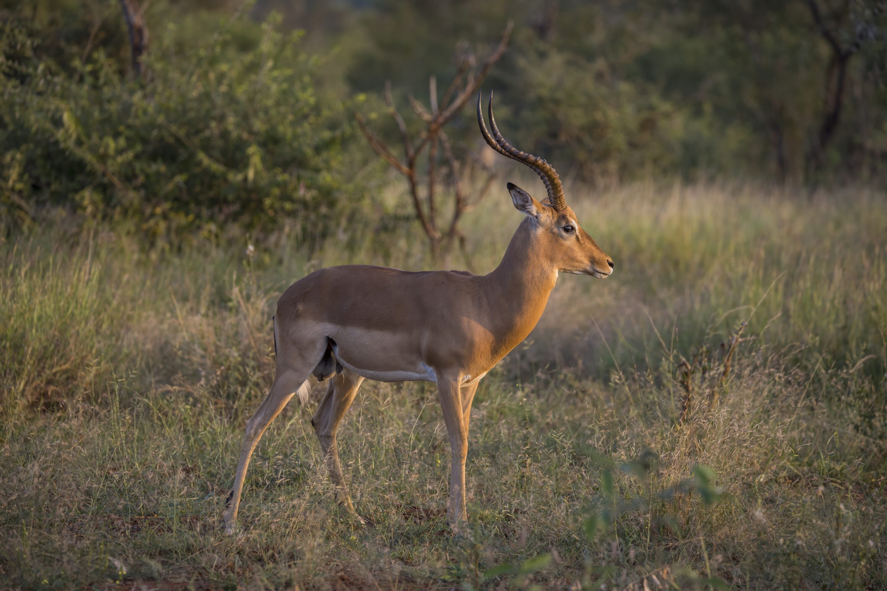 Male impala standing in Kruger National Park, South Africa