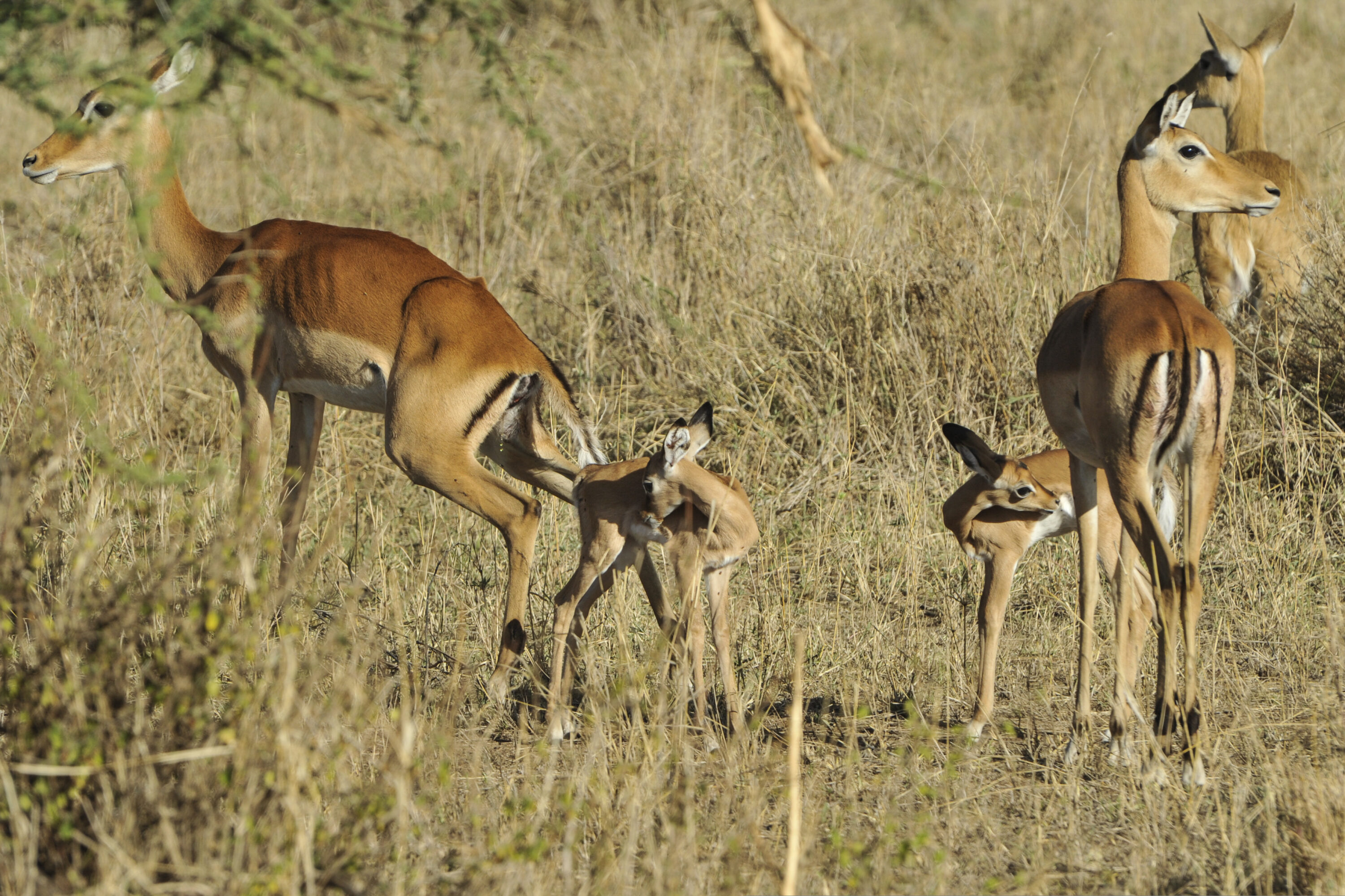 Impala grazing together in Serengeti National Park, Tanzania