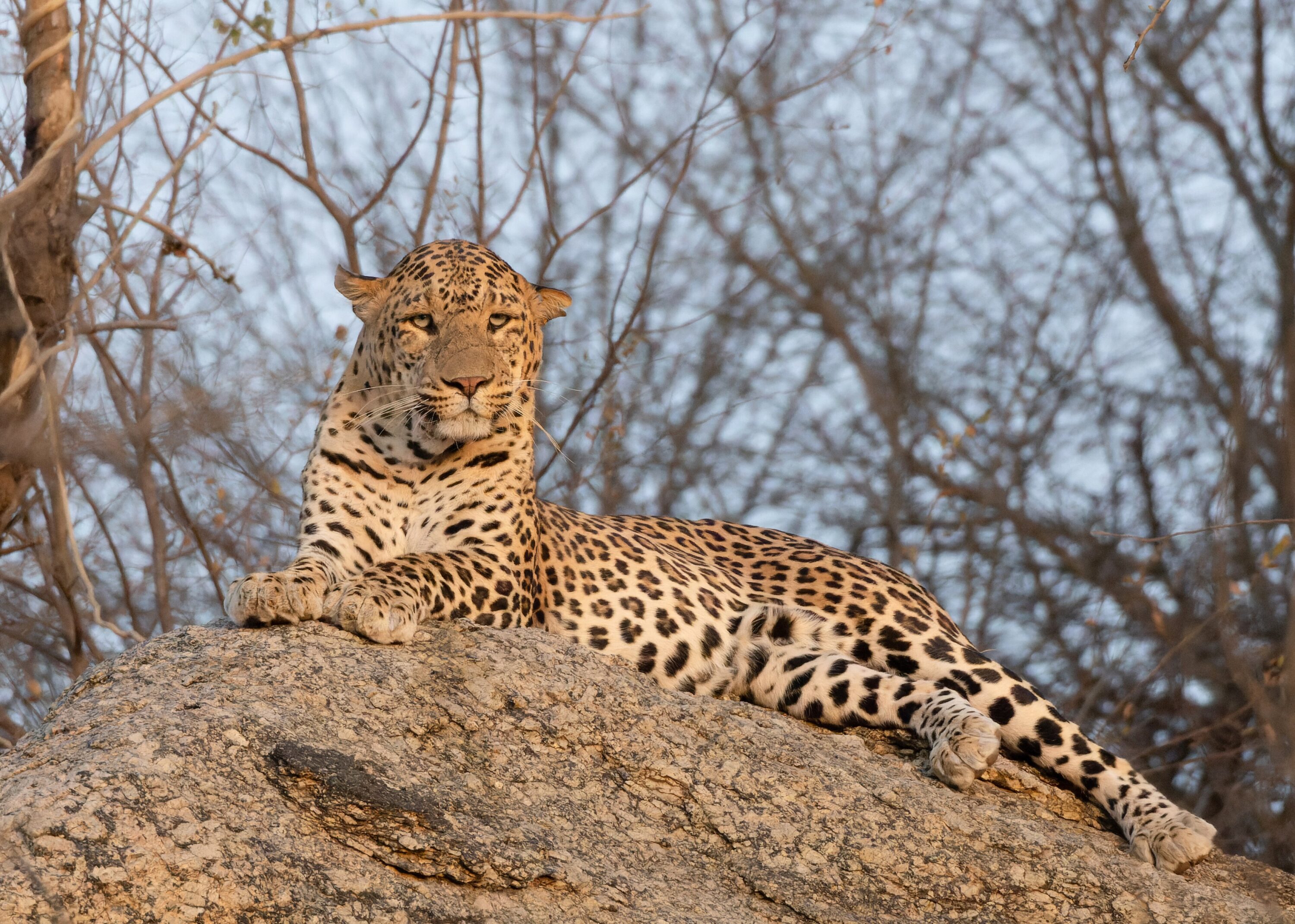 Indian leopard resting among rocks in Jawai Bandh, Rajasthan