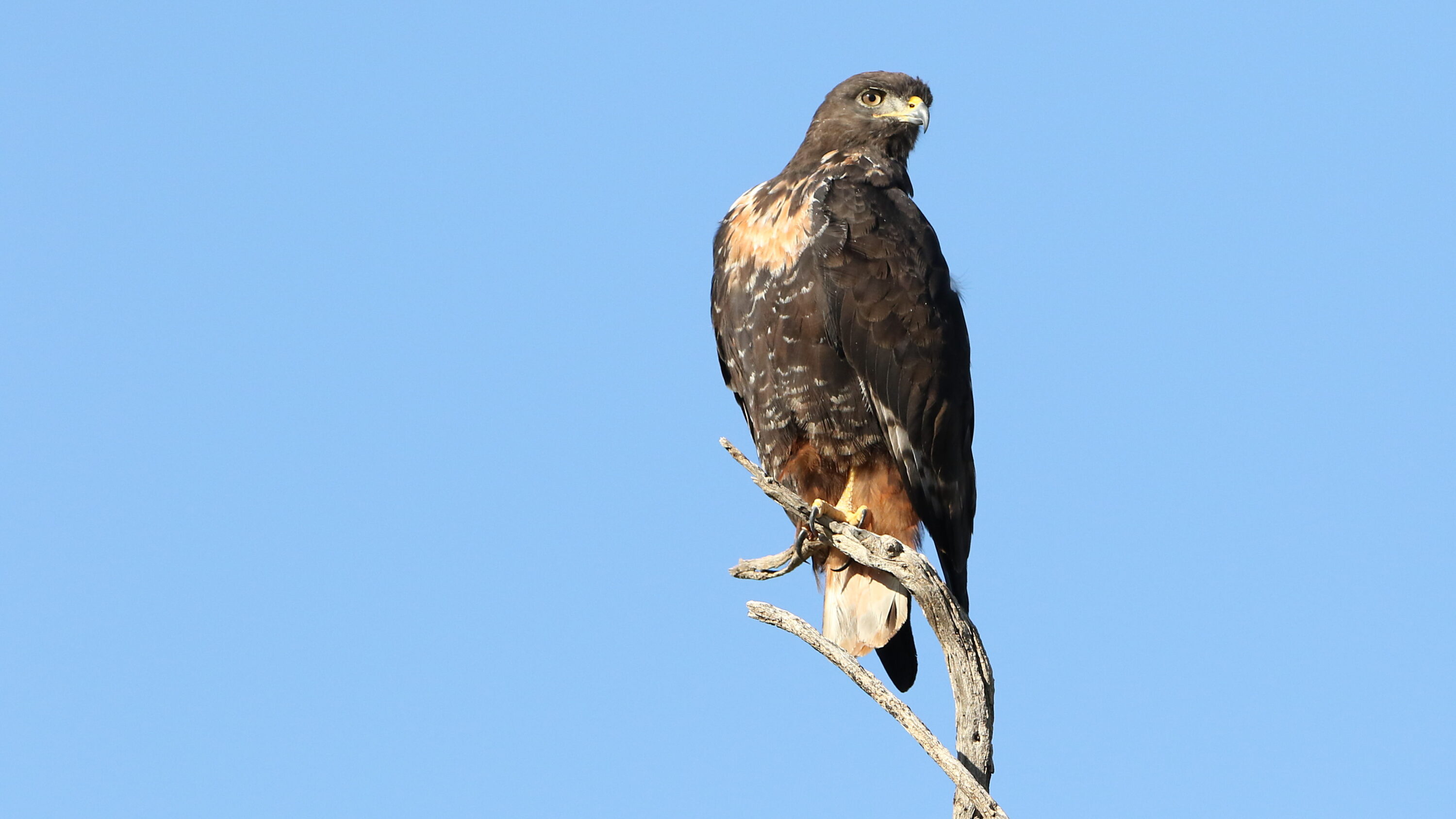 Jackal Buzzard perched on a bare branch against a blue sky