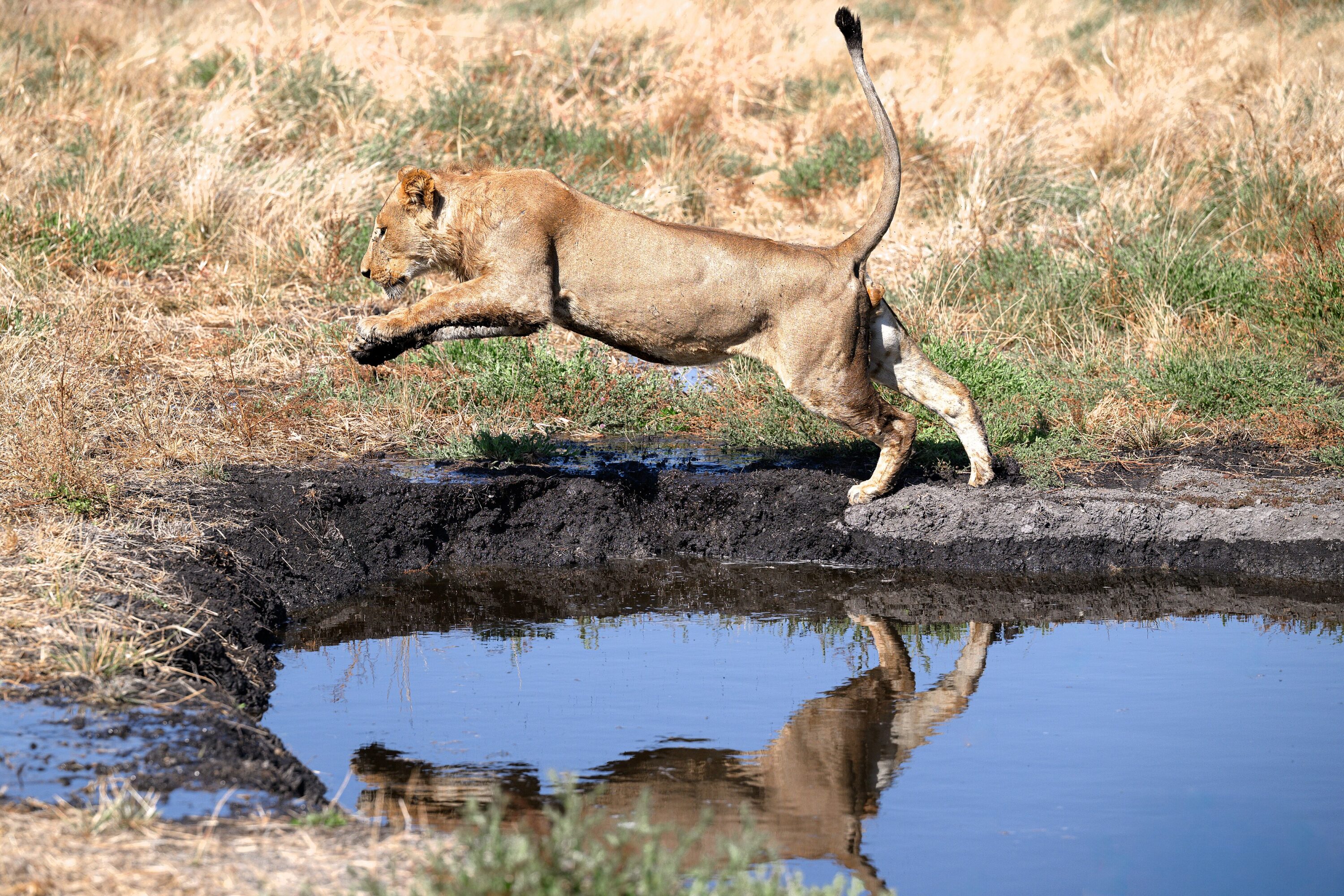 Lion leaping over floodwater in the Okavango region of Botswana