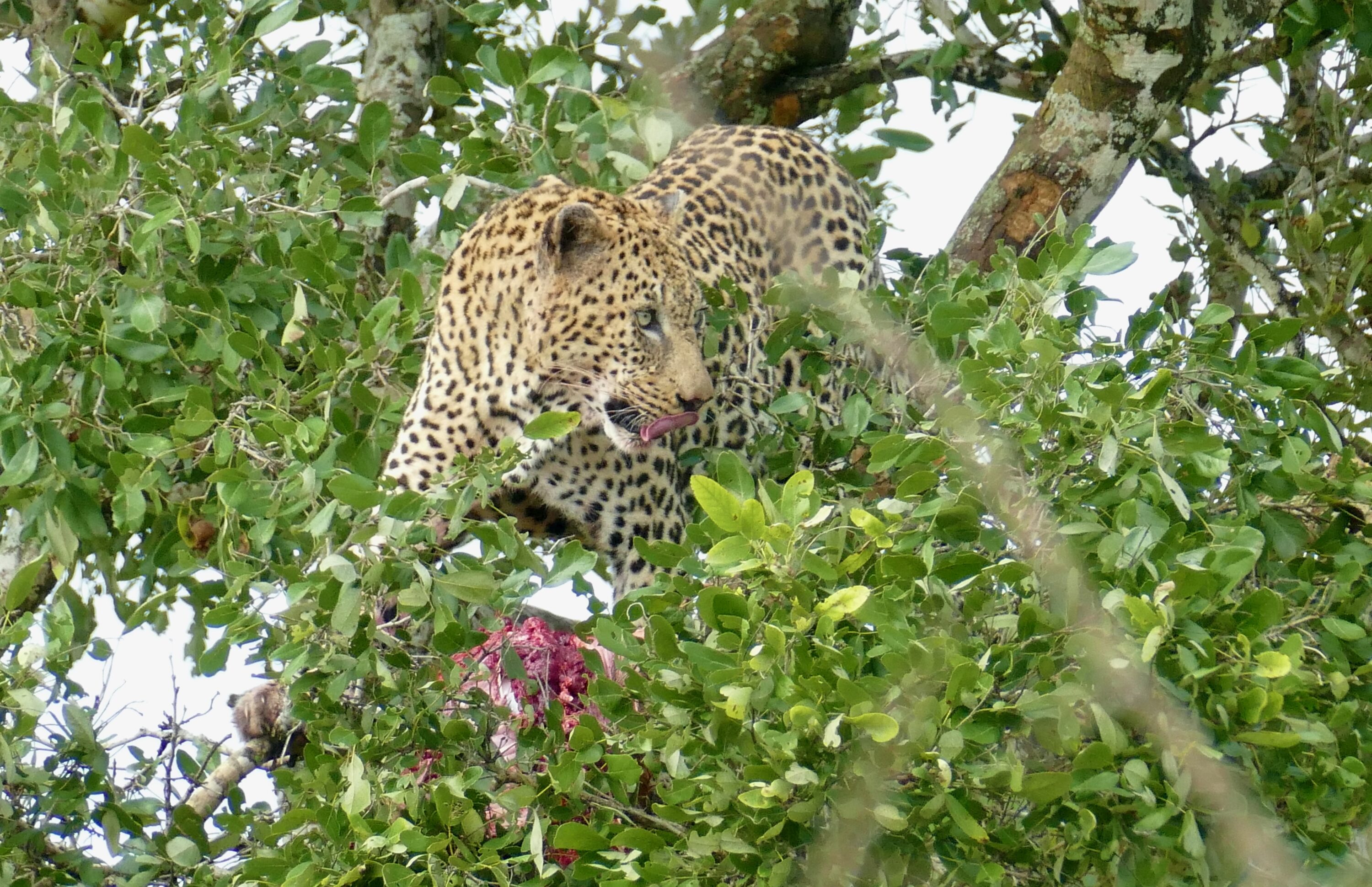 Male leopard with prey in a tree in Kruger National Park, South Africa