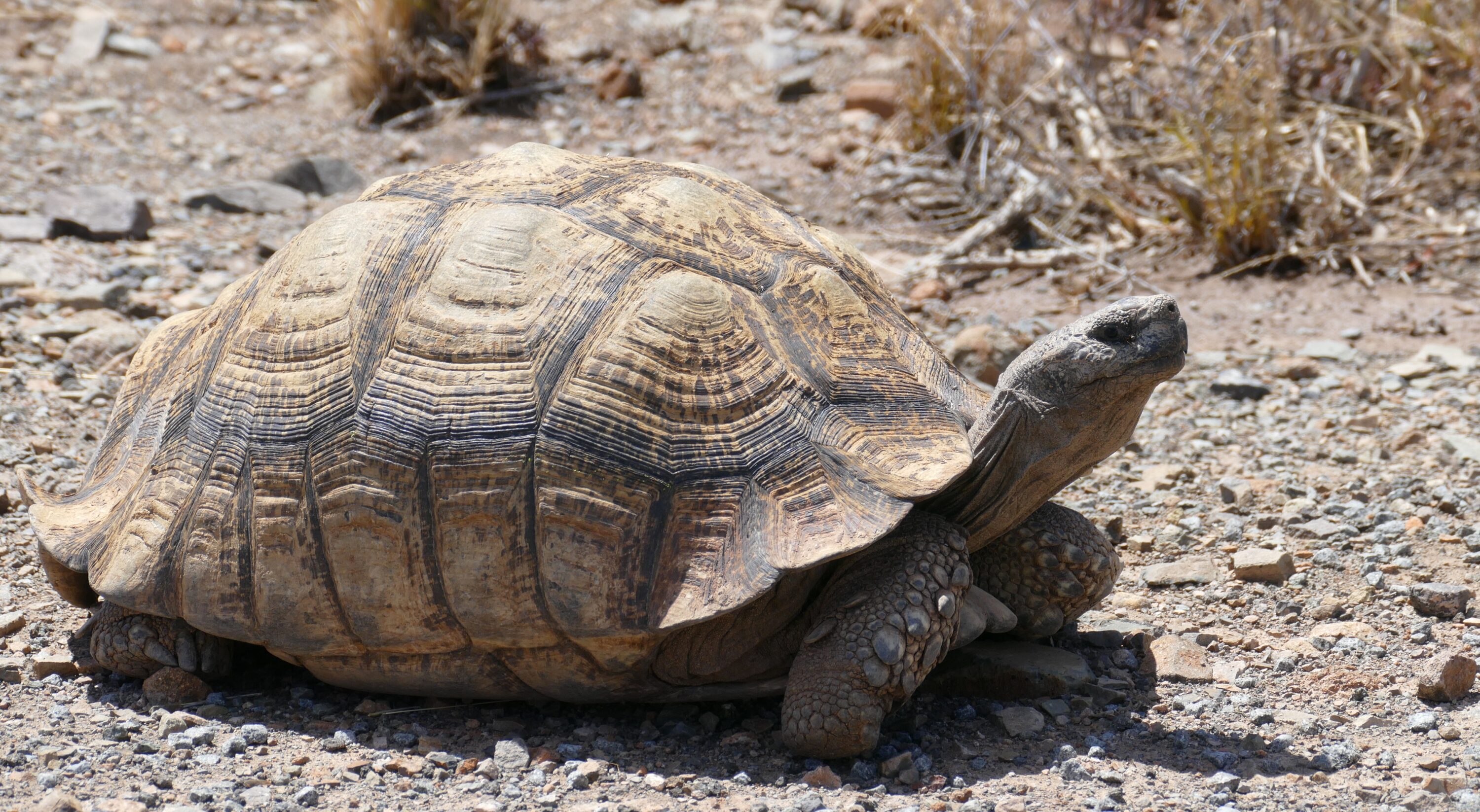 Leopard tortoise in Karoo National Park, South Africa
