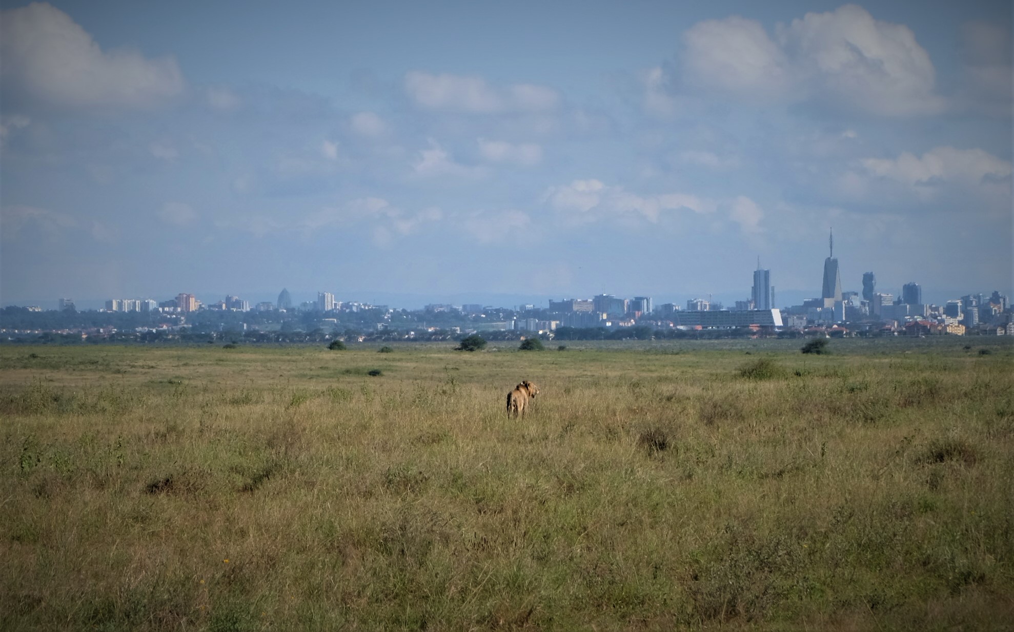 A wild African lion in Nairobi National Park with the Nairobi skyline in the background