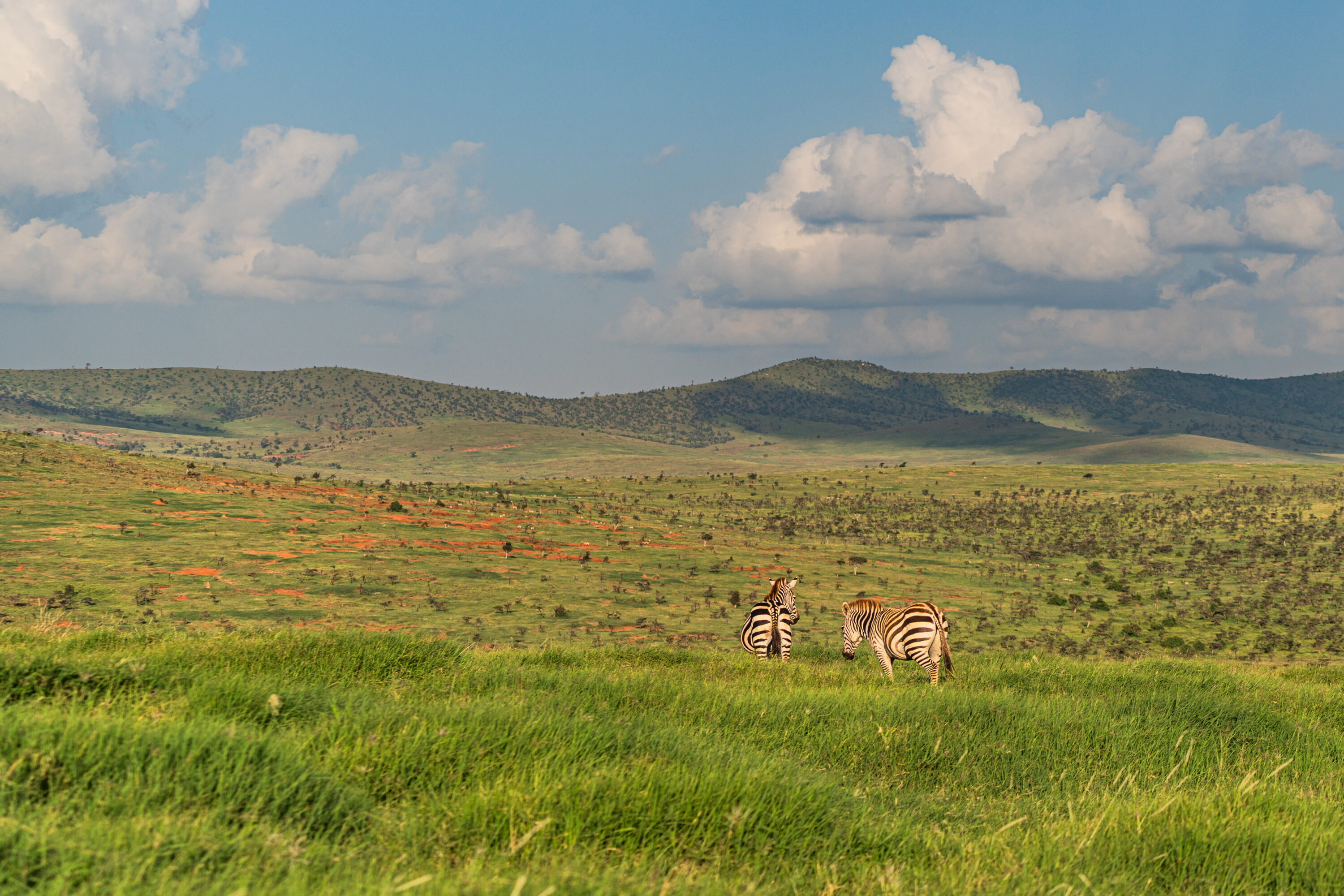 Plains zebras in Lolldaiga Conservancy in Laikipia, Kenya